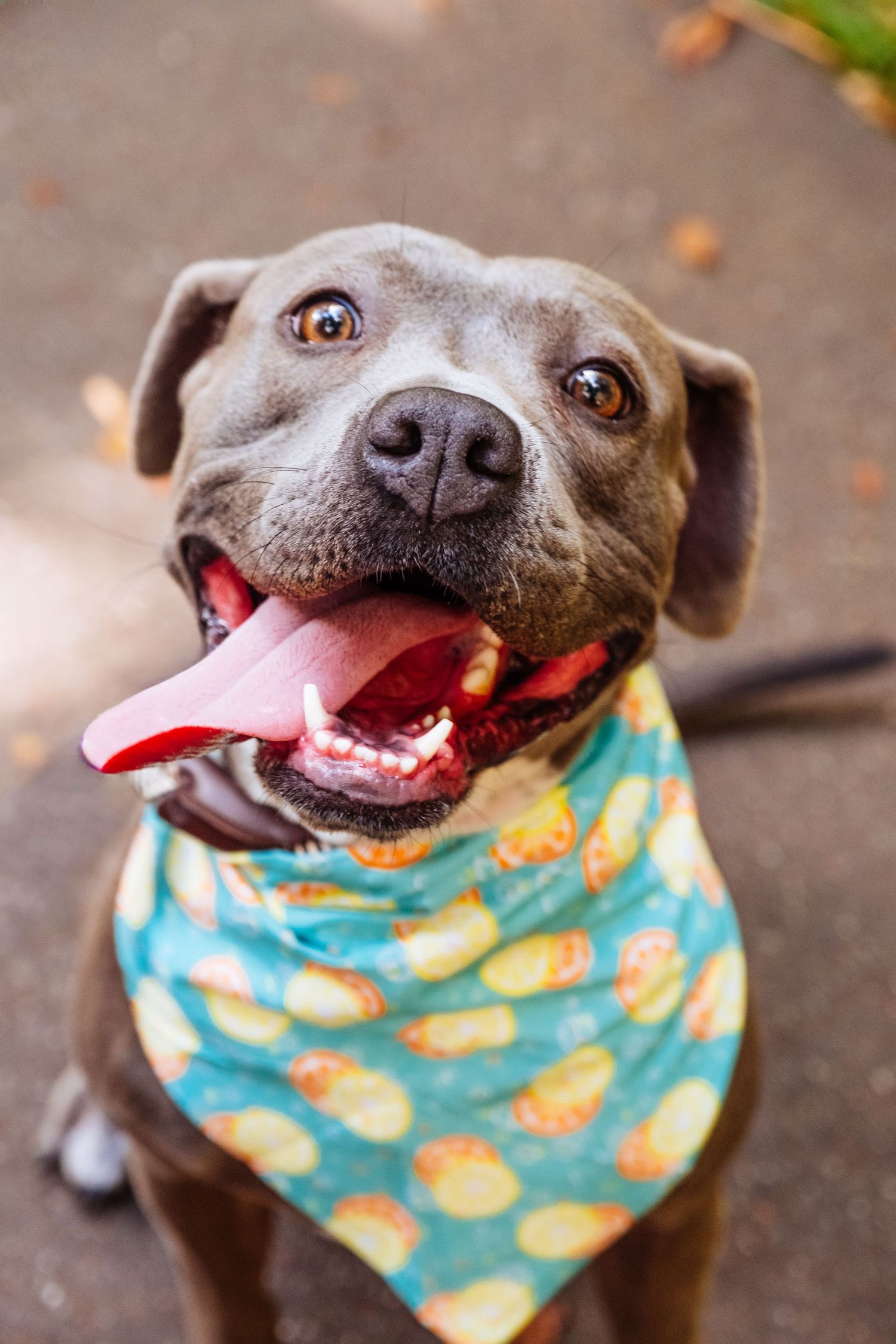 Happy pit-mix dog wearing a colorful bandana during an outdoor pet photoshoot in San Francisco.