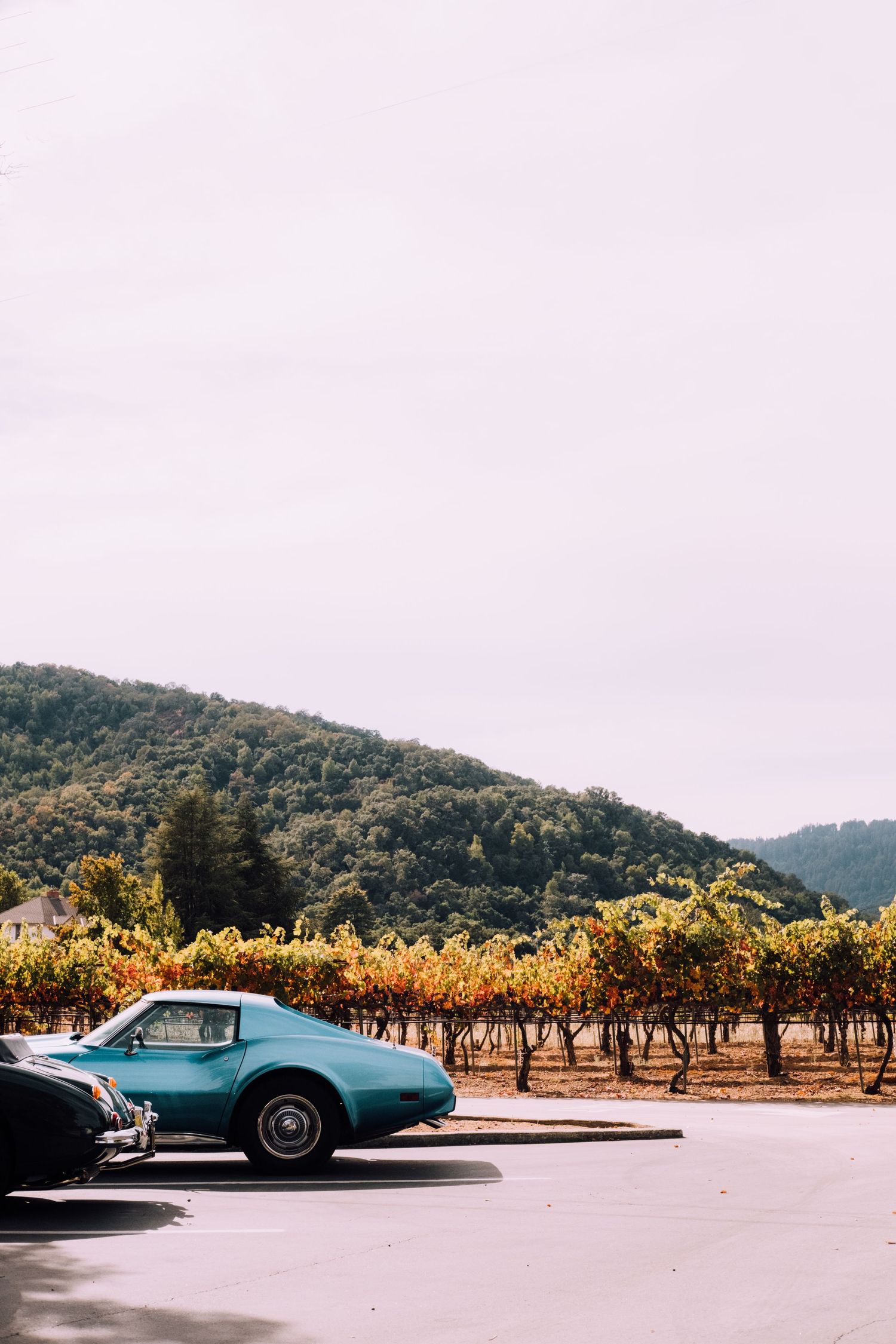 Classic blue vintage car parked near vineyard rows under an overcast sky.