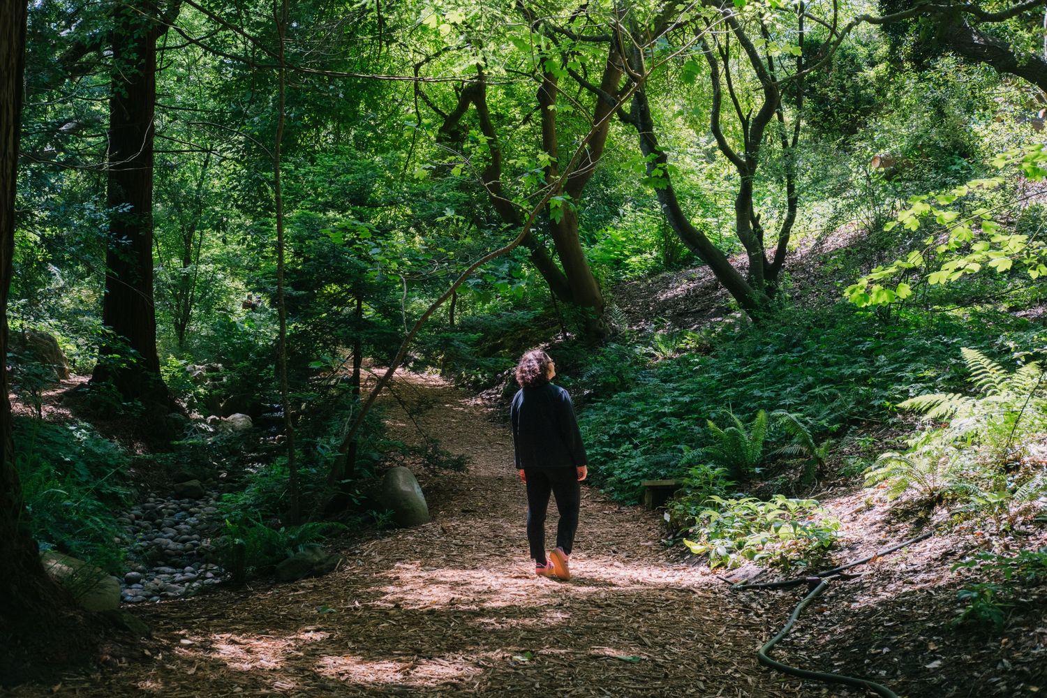 A hiker walks along a lush green forest trail surrounded by dense foliage and dappled sunlight.