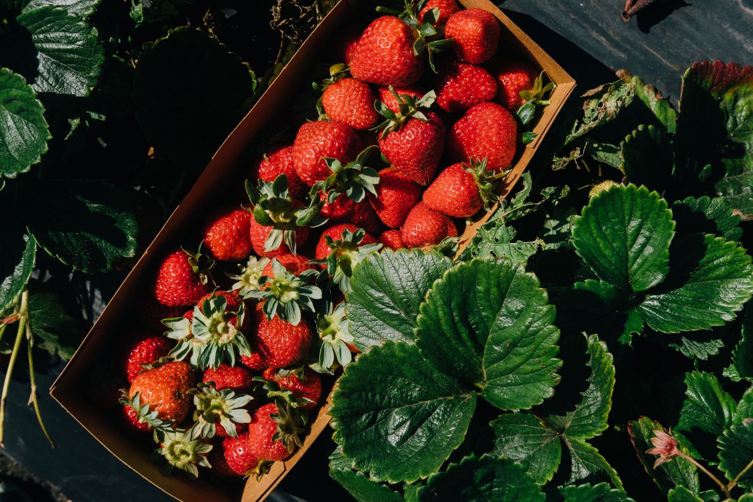 Fresh red strawberries growing on green plants in a garden.