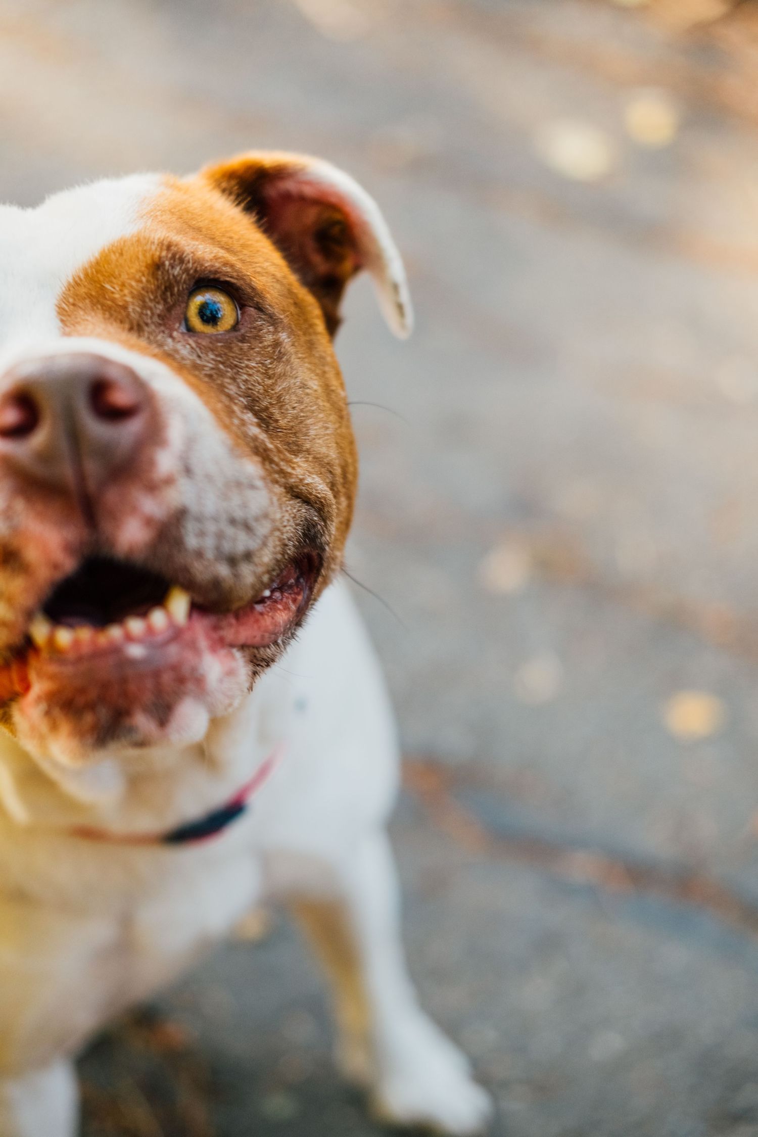 A pit bull dog's face showing a playful expression against a blurry background.