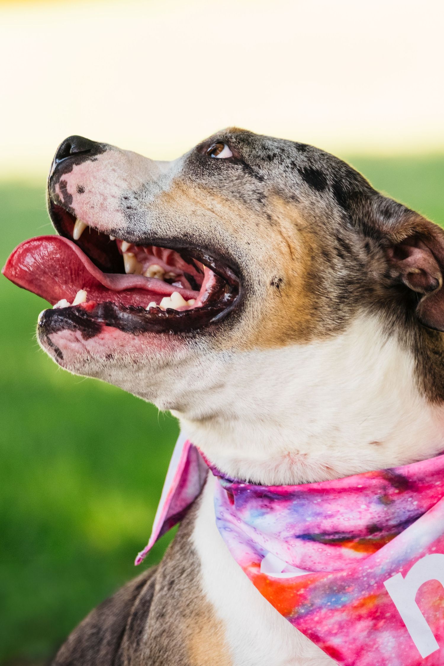 Closeup lifestyle portrait of a pit-mix dog looking away and up at their owners. Warm, documentary pet photography by Jenn Chen.