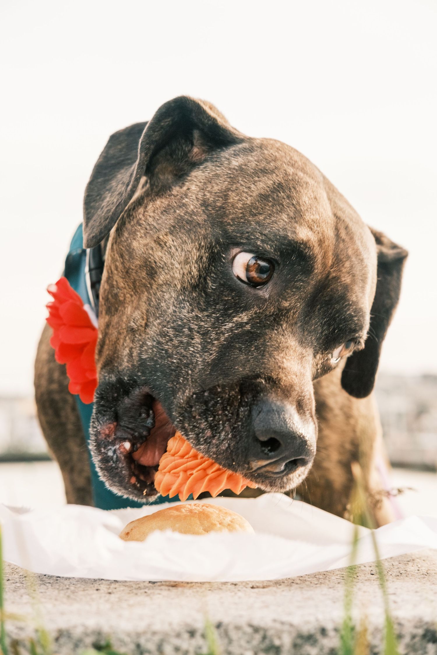 Brindled pit-mix with a red flower on her collar, picking up a pup cupcake by the frosting, in a San Francisco lifestyle pet photo session.