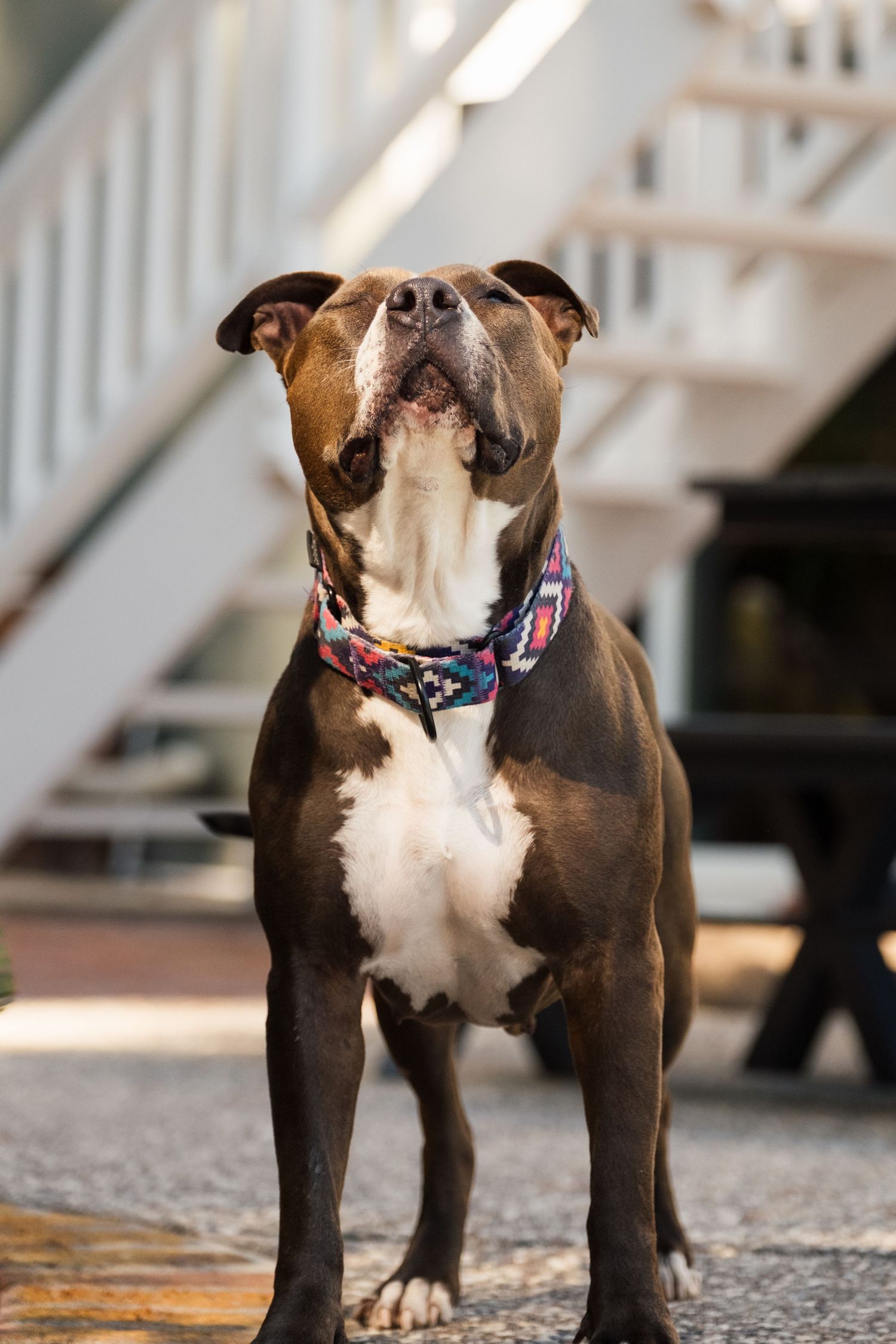 Brown and white pit bull wearing patriotic bandana stands on concrete patio with focused expression.
