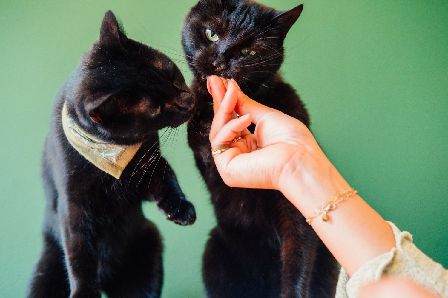 Two black cats mid-action for a treat during an indoor, on-location home, professional pet photoshoot in San Francisco.