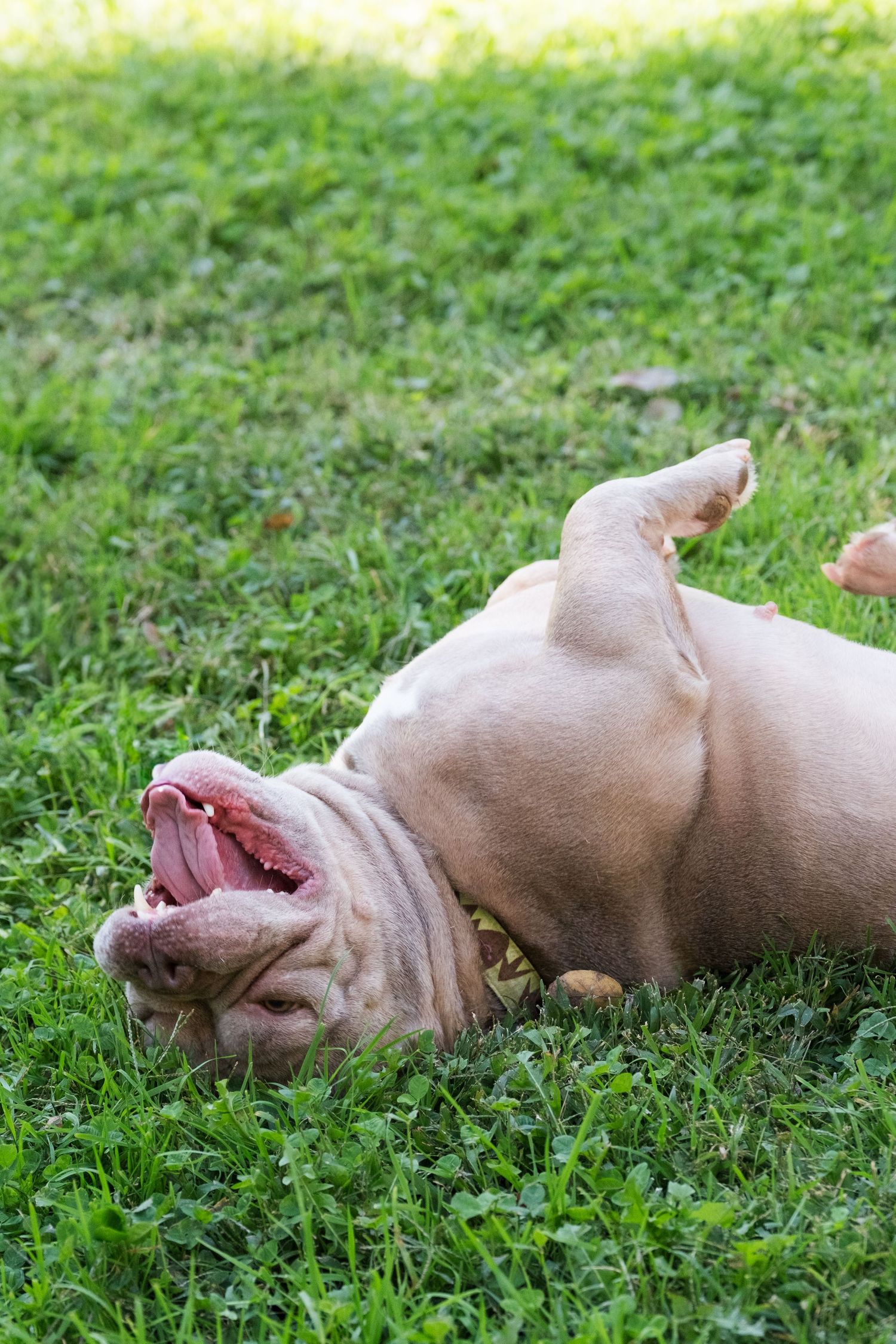 Fun photo of dog rolling on green grass in an outdoor lifestyle pet photo session in the Bay Area.