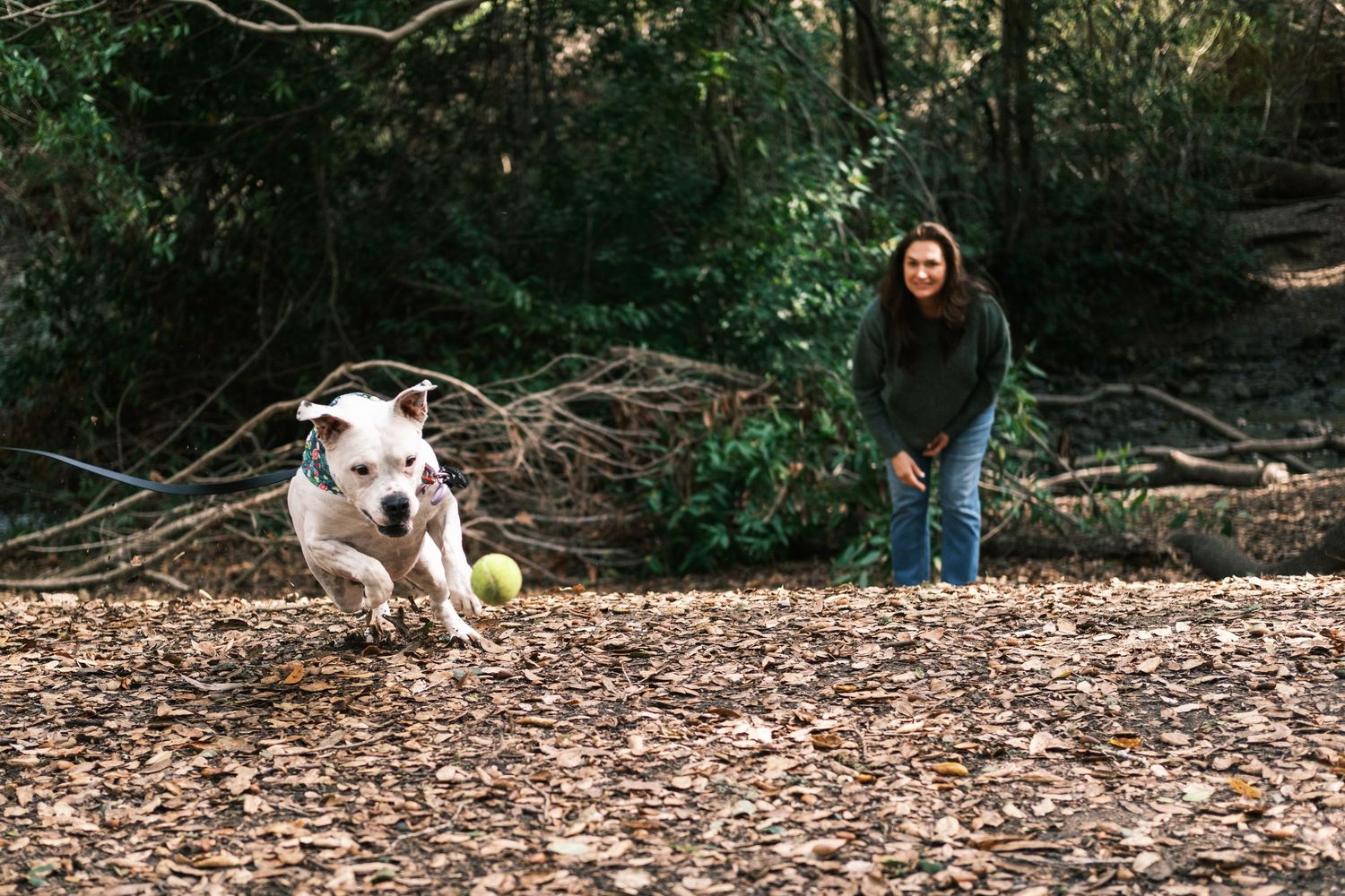 Playful outdoor photo of a dog running to catch a ball, highlighting personality in a documentary-style dog shoot.