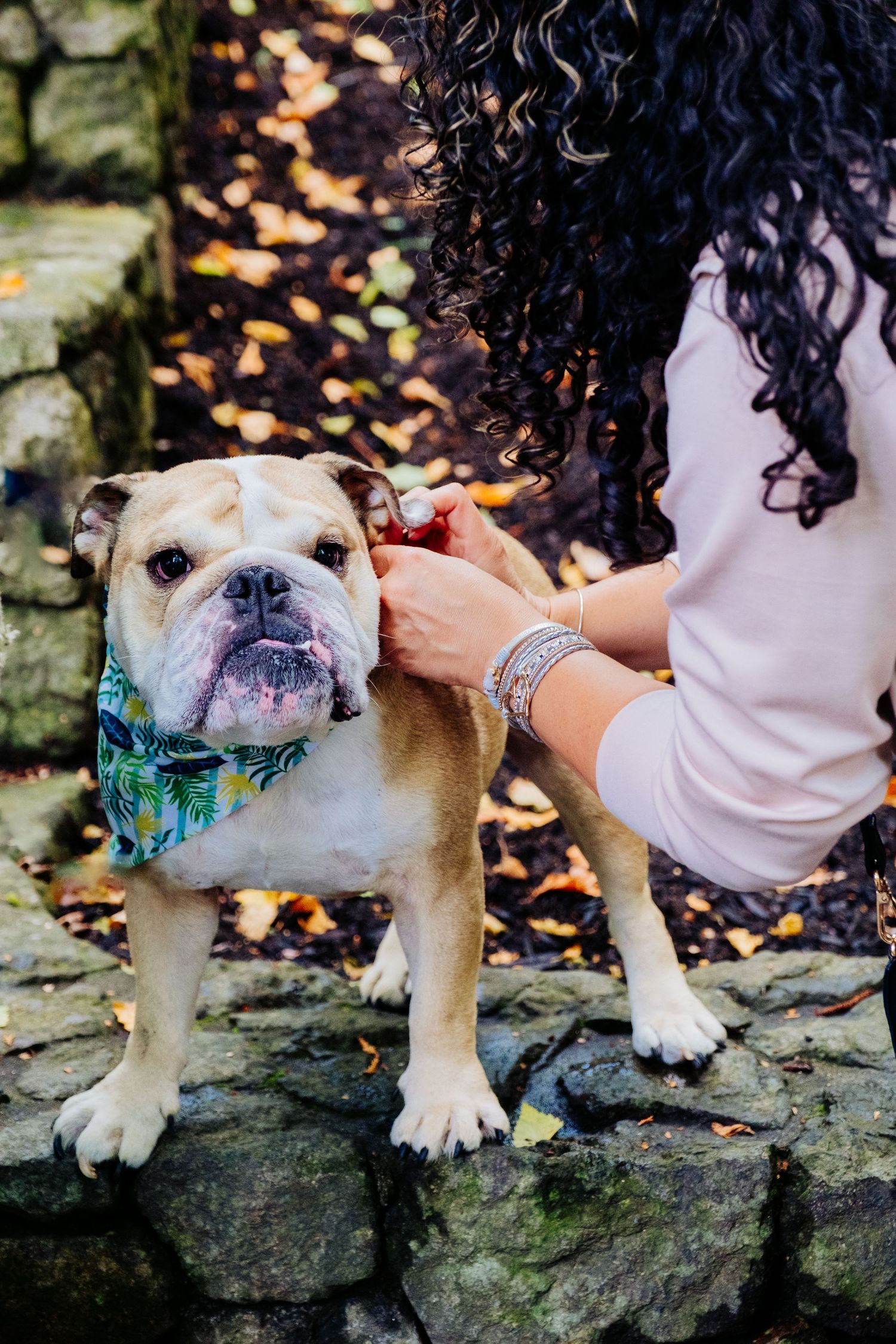 English bulldog with reactivity, wearing a blue bandana stands on stone wall. By professional pet photographer Jenn Chen in an Oakland park.