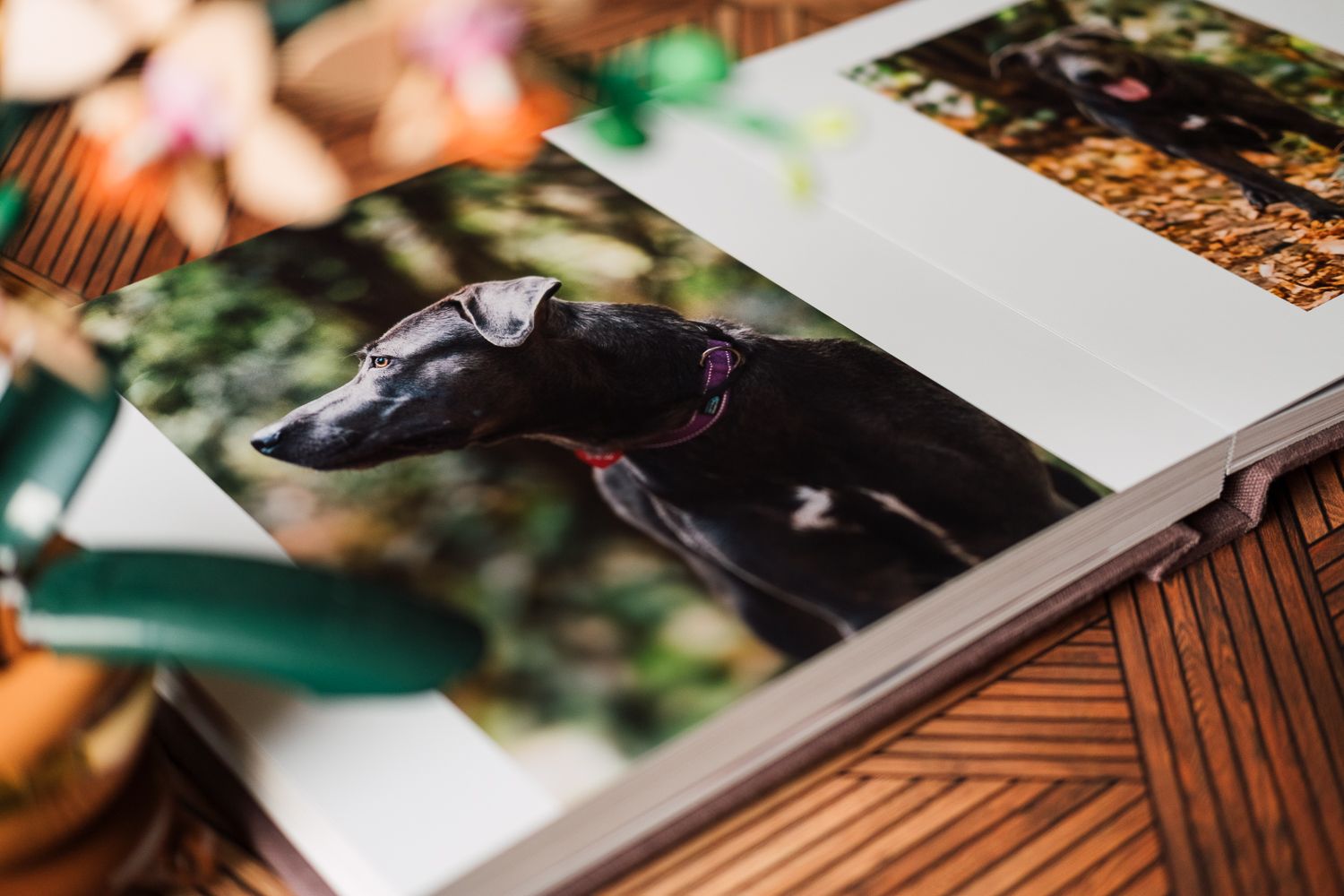 A photo book open to a page featuring a black greyhound dog with a purple collar standing outdoors.
