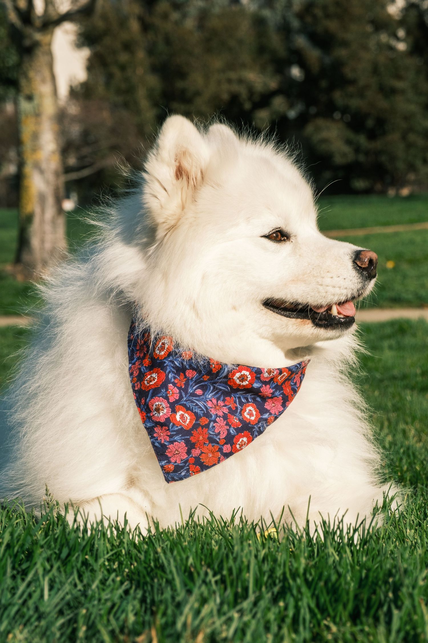 Fluffy white Japanese Spitz dog wearing floral bandana relaxes in green grass.