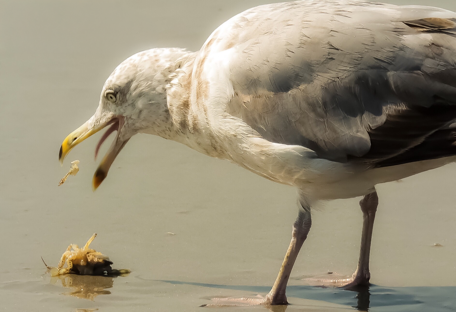 A seagull eating food scraps on a wet shoreline, with its beak open wide dropping yellow crumbs.