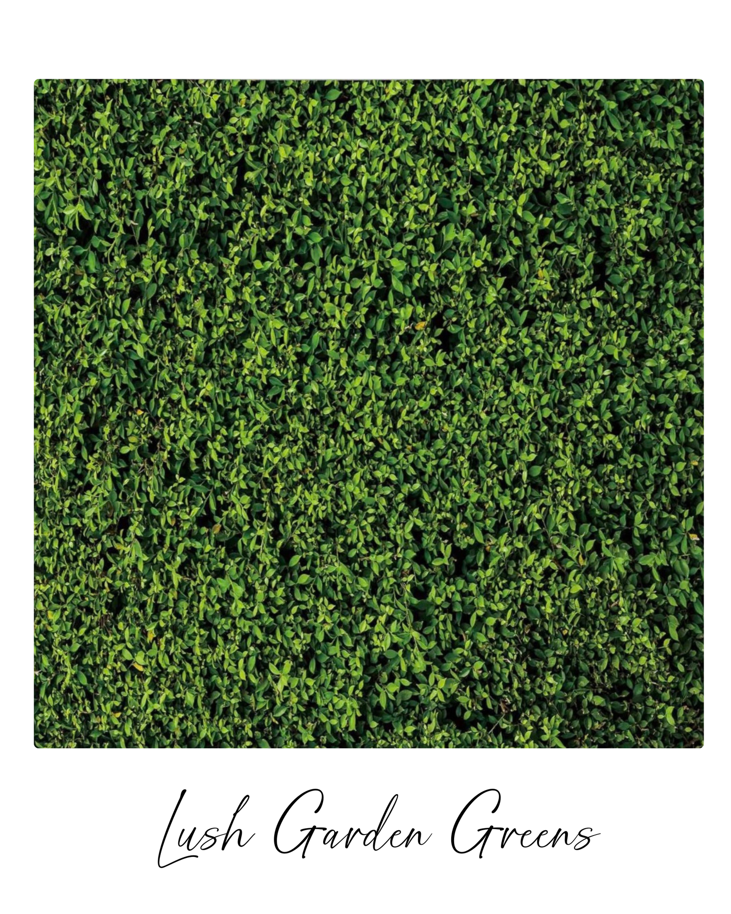 Dense green hedge texture with small leaves creating a natural wall pattern in a garden setting.