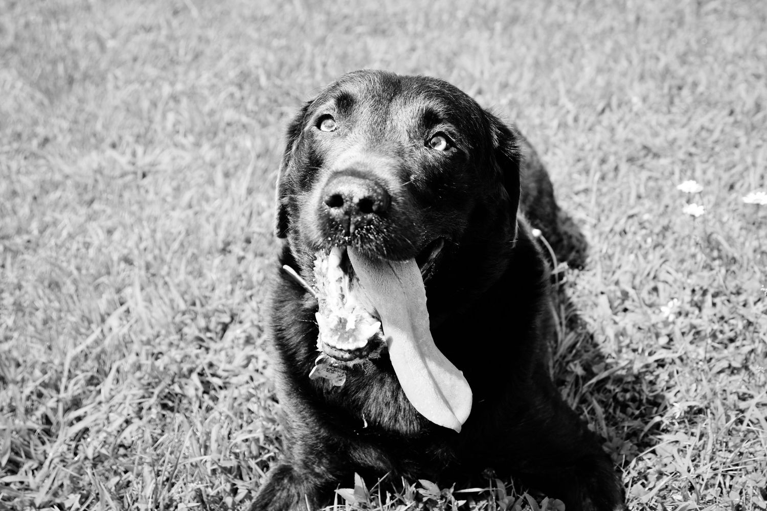 Black and white portrait of a happy Labrador retriever with tongue out lying in grass.