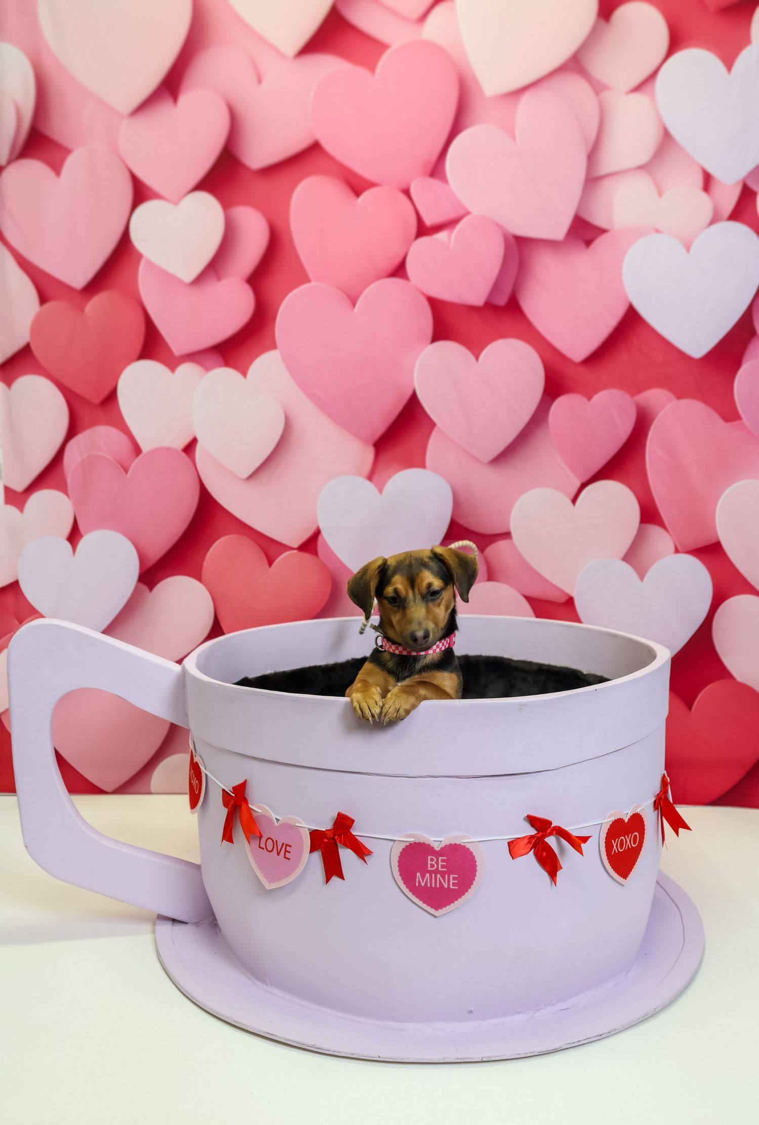 Small puppy peeking out of large decorative teacup against pink and white heart-patterned Valentine's Day backdrop.