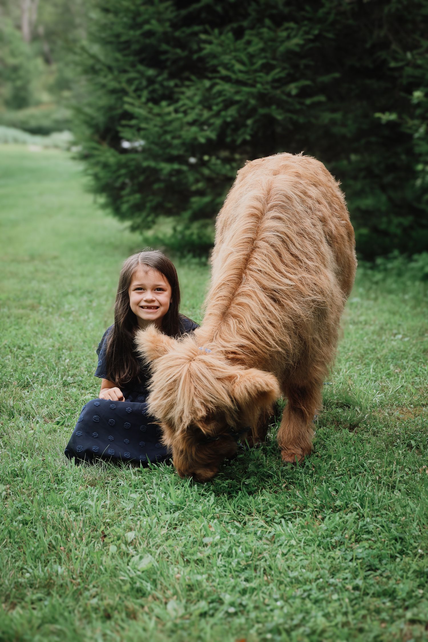 A large brown shaggy dog sniffs the grass while someone in blue jeans sits on the ground in a green outdoor setting.