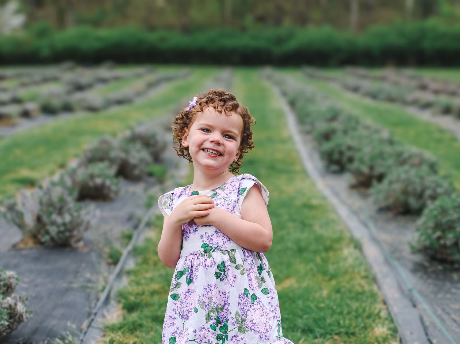 A series of photos showing a person walking and posing in a blooming lavender field on a sunny summer day.