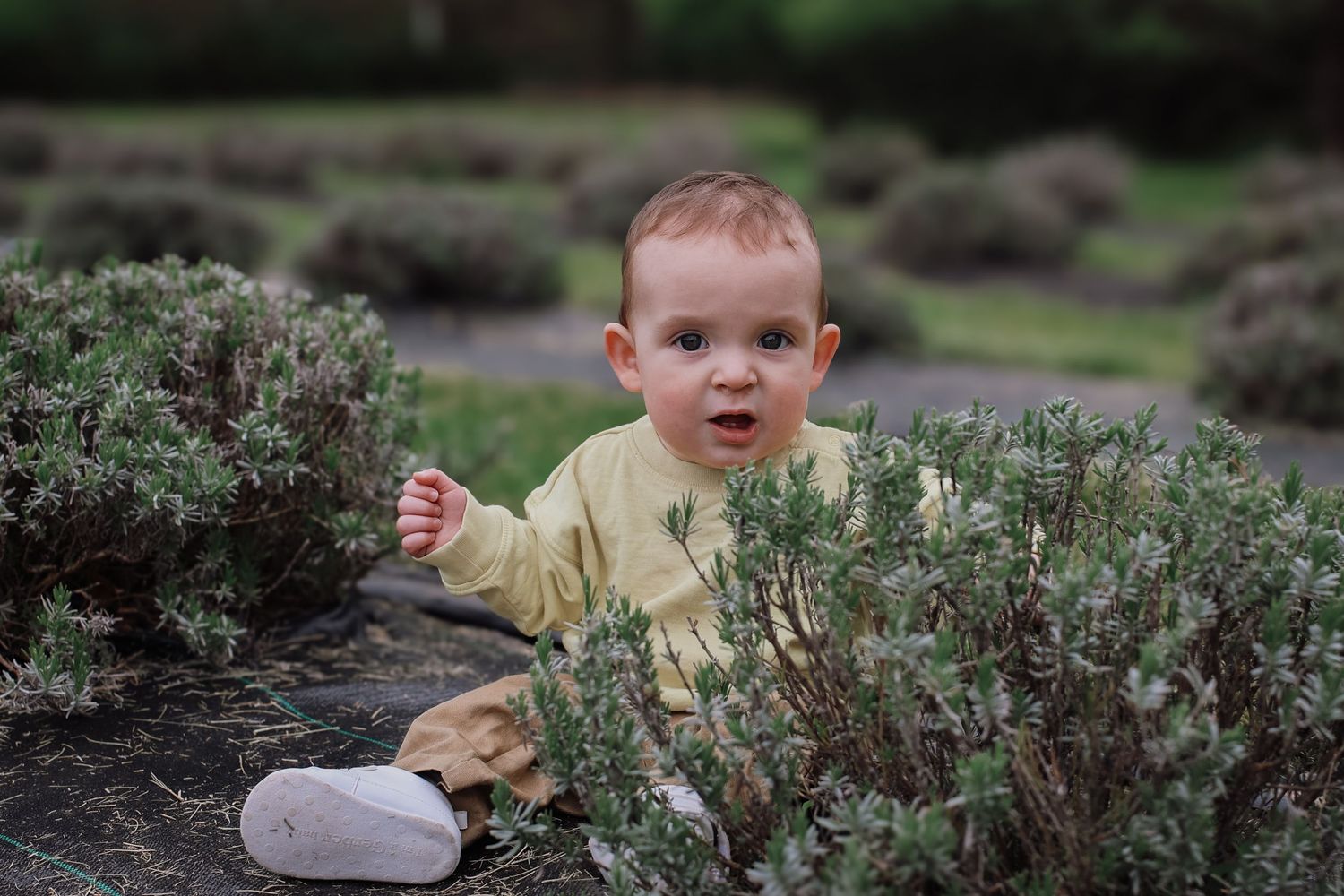 A baby in a yellow sweater crawls and plays among green sagebrush plants in a natural outdoor setting.