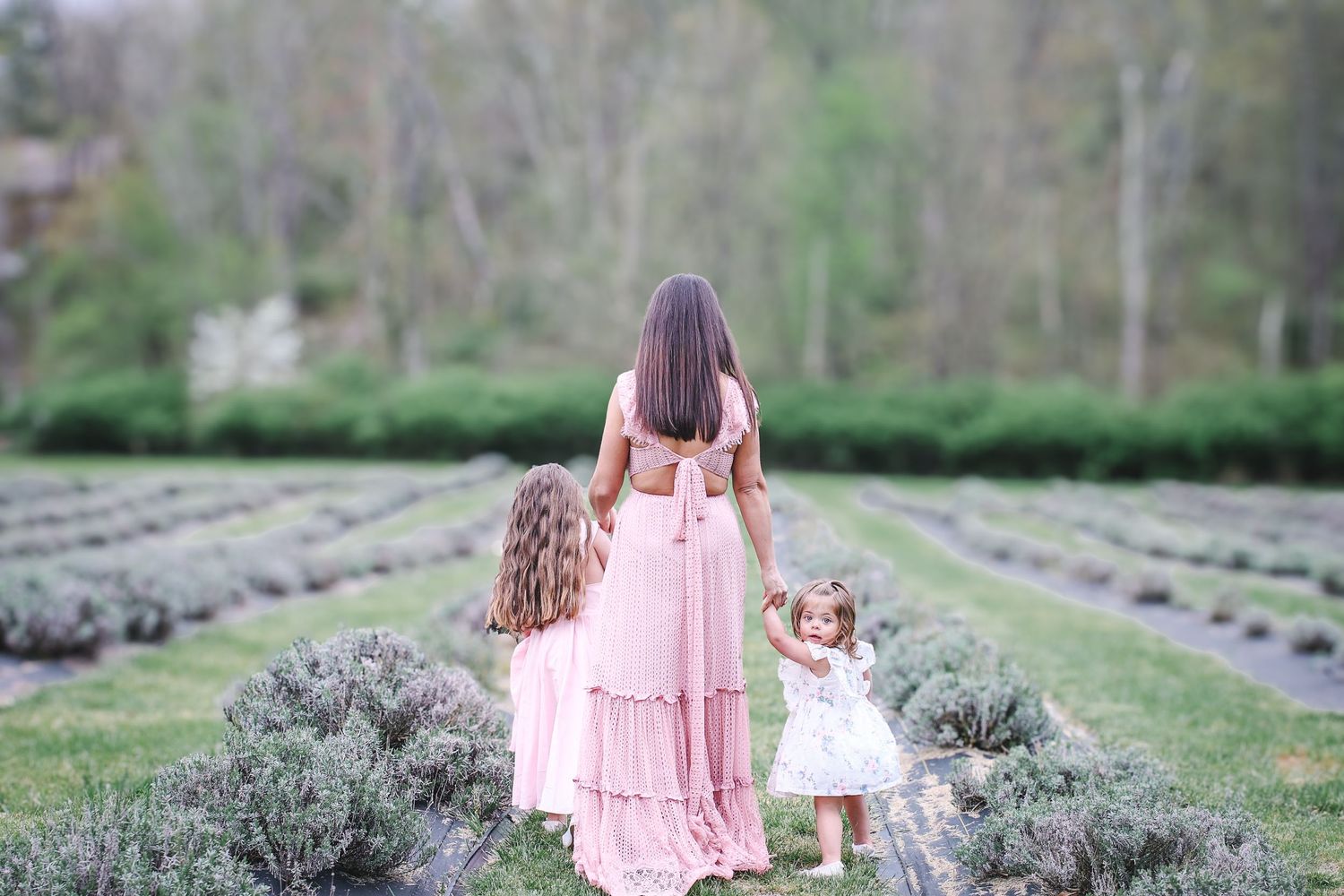 A person in a flowing pink dress walks through rows of blooming purple lavender fields on a summer day.