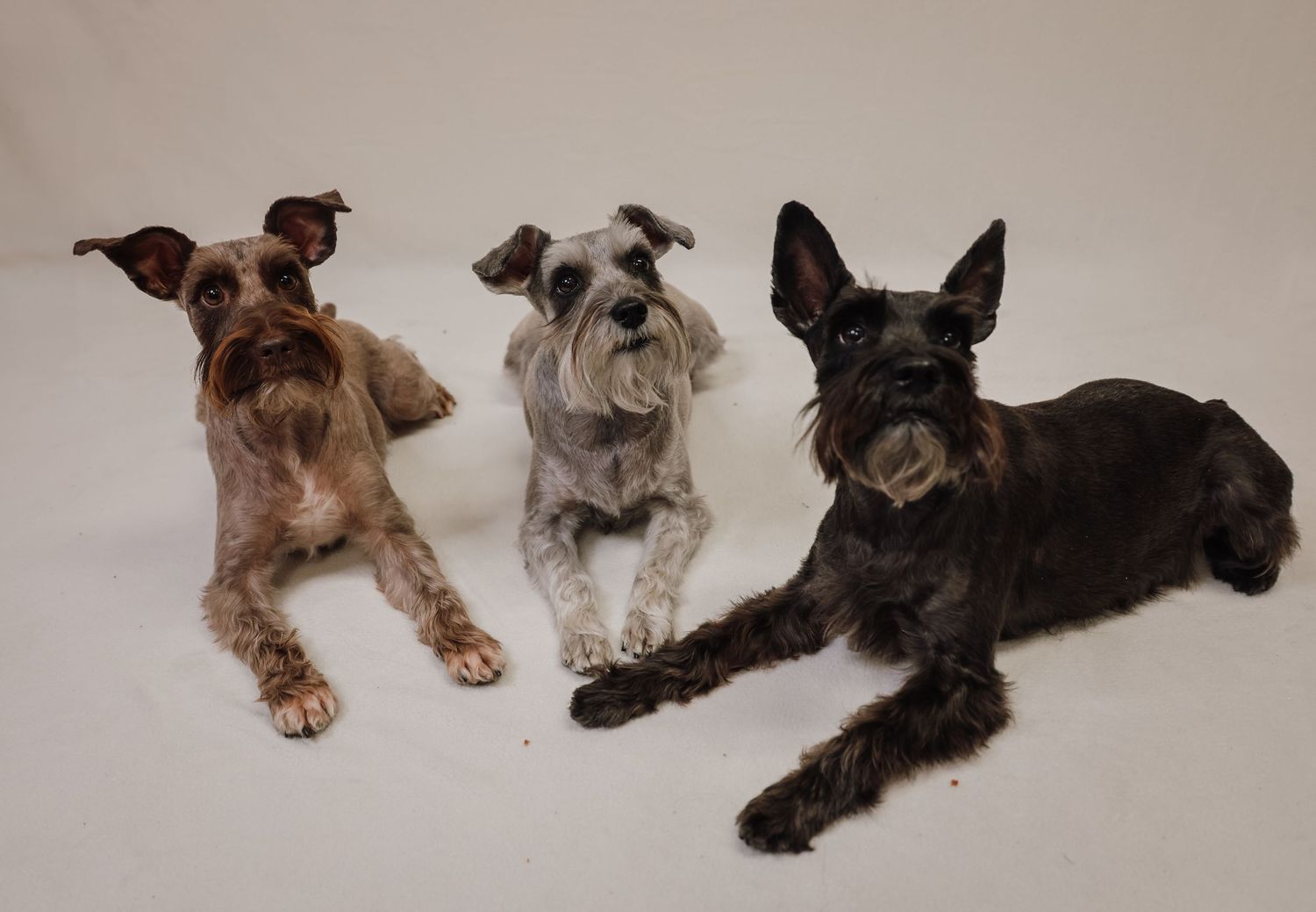 Three scruffy dogs laying down together on a white background, including a brown, gray, and black dog.