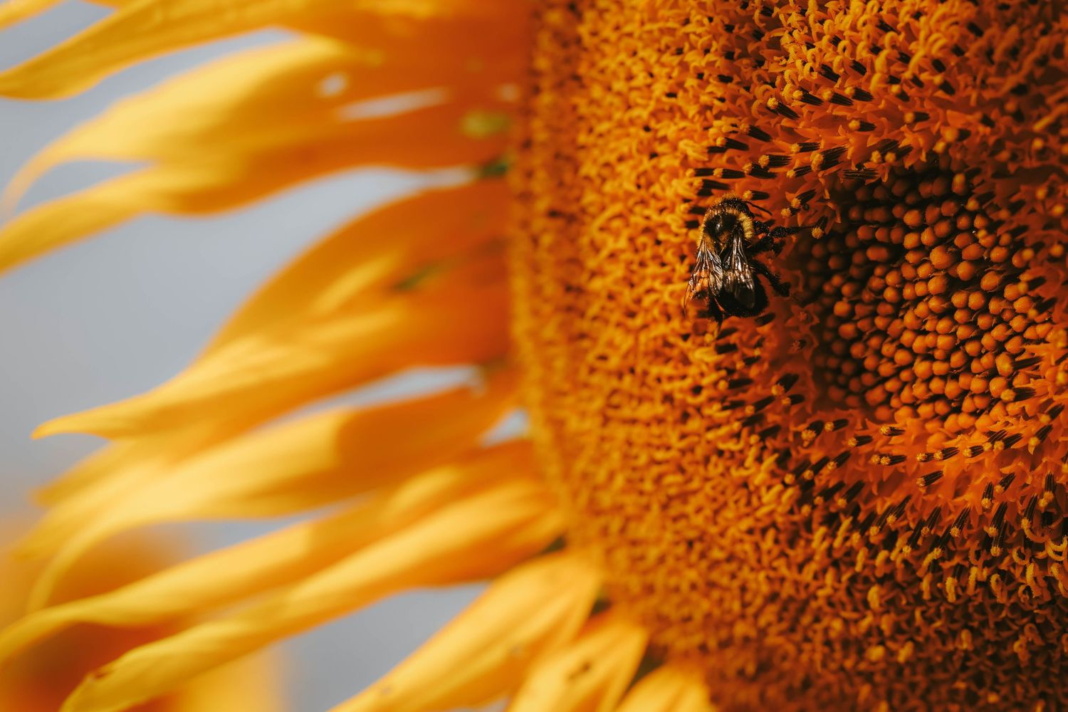 A close-up of a vibrant sunflower with golden petals and a bee pollinating its textured orange-brown center.