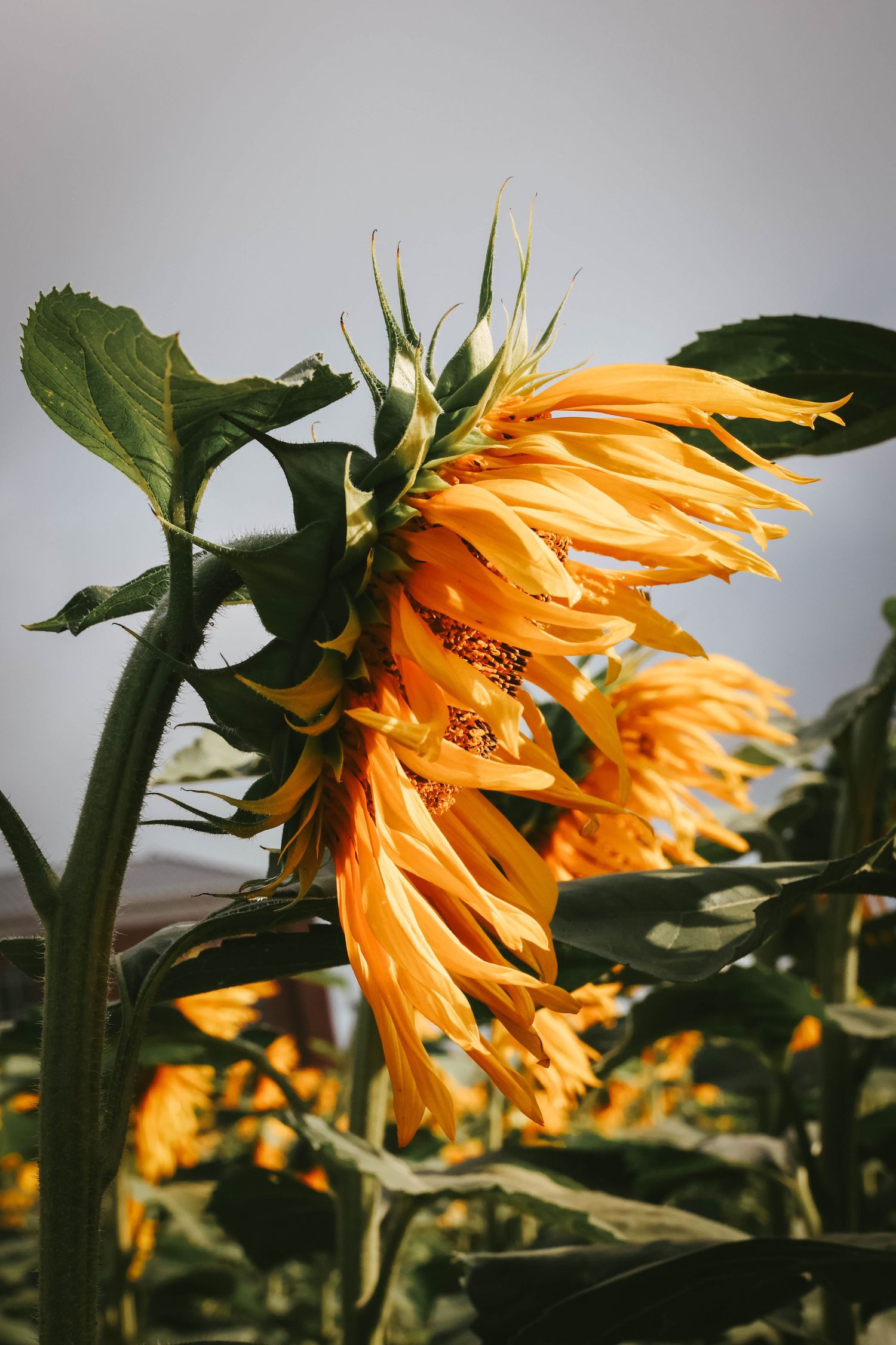 A vibrant yellow sunflower with wind-blown petals against a gray sky, surrounded by green leaves in a sunflower field.