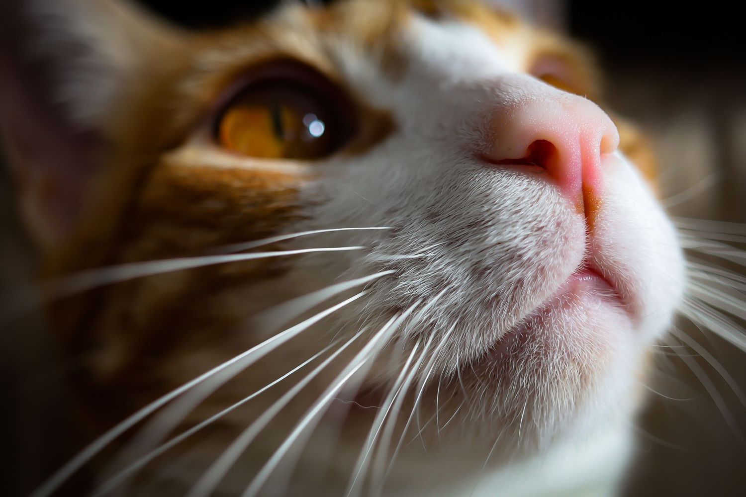 Close-up macro photo series showing a white cat's whiskers and pink nose from different angles.
