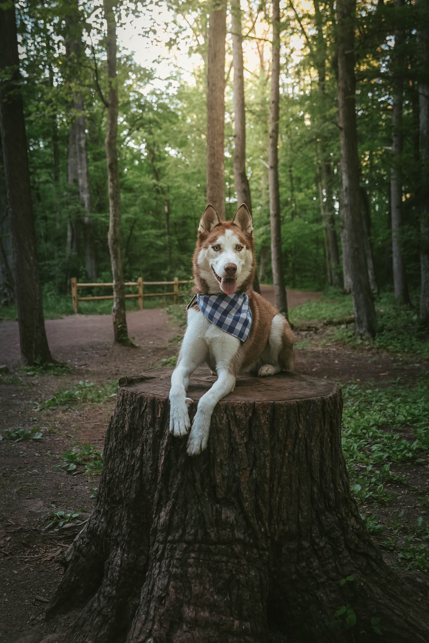 A brown and white Husky dog wearing a plaid bandana rests on a large tree stump in a lush green forest.