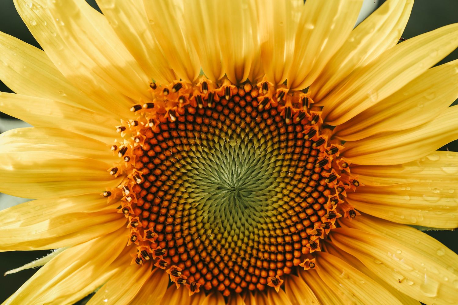 Close-up of a vibrant sunflower with golden yellow petals and a detailed spiral seed pattern in the center.