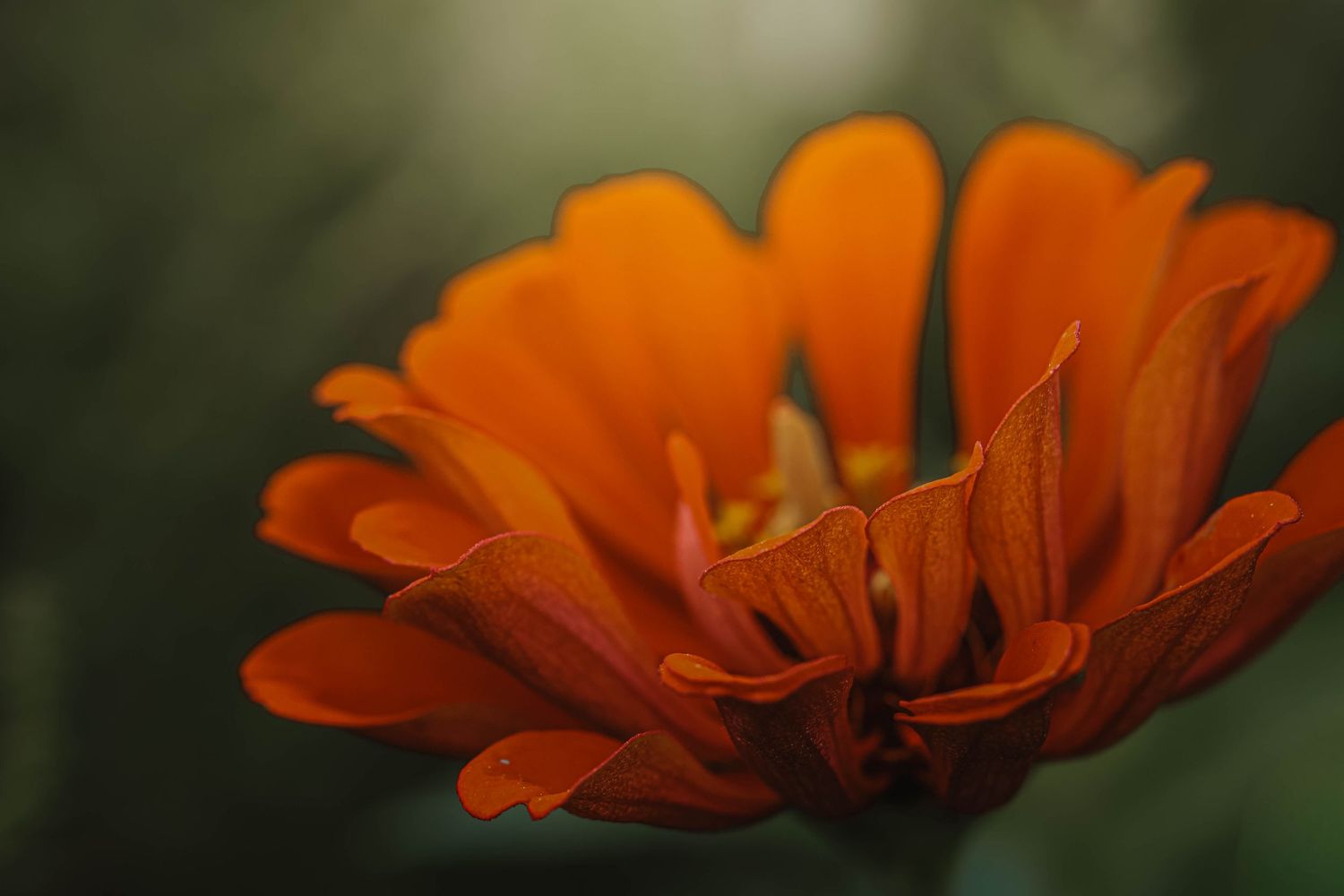 Close-up of a vibrant orange calendula flower with layered petals against a soft green bokeh background.