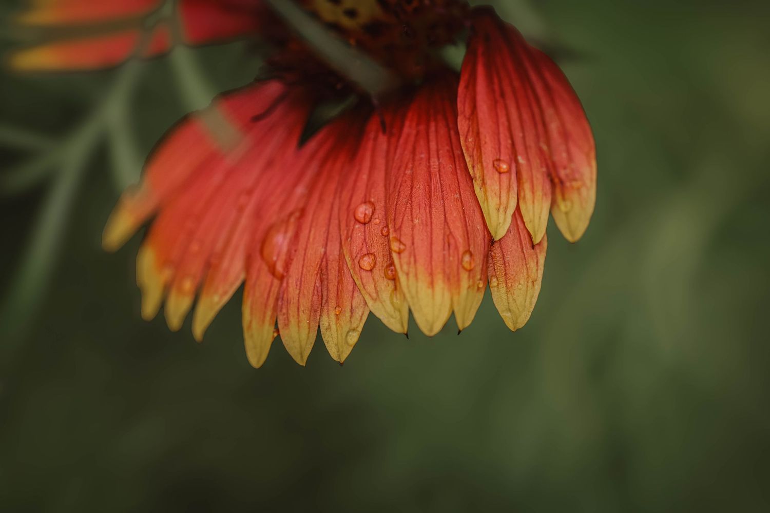 Close-up of vibrant red and yellow flower petals with water droplets on a soft green background.