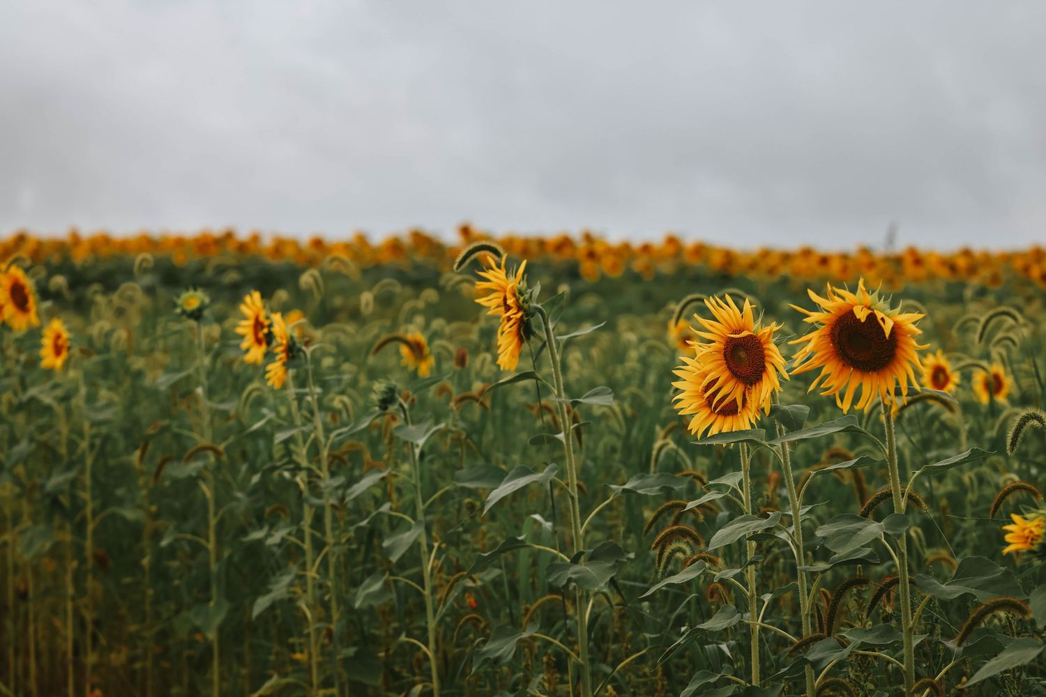 A vast field of bright yellow sunflowers stretching to the horizon under a cloudy sky.