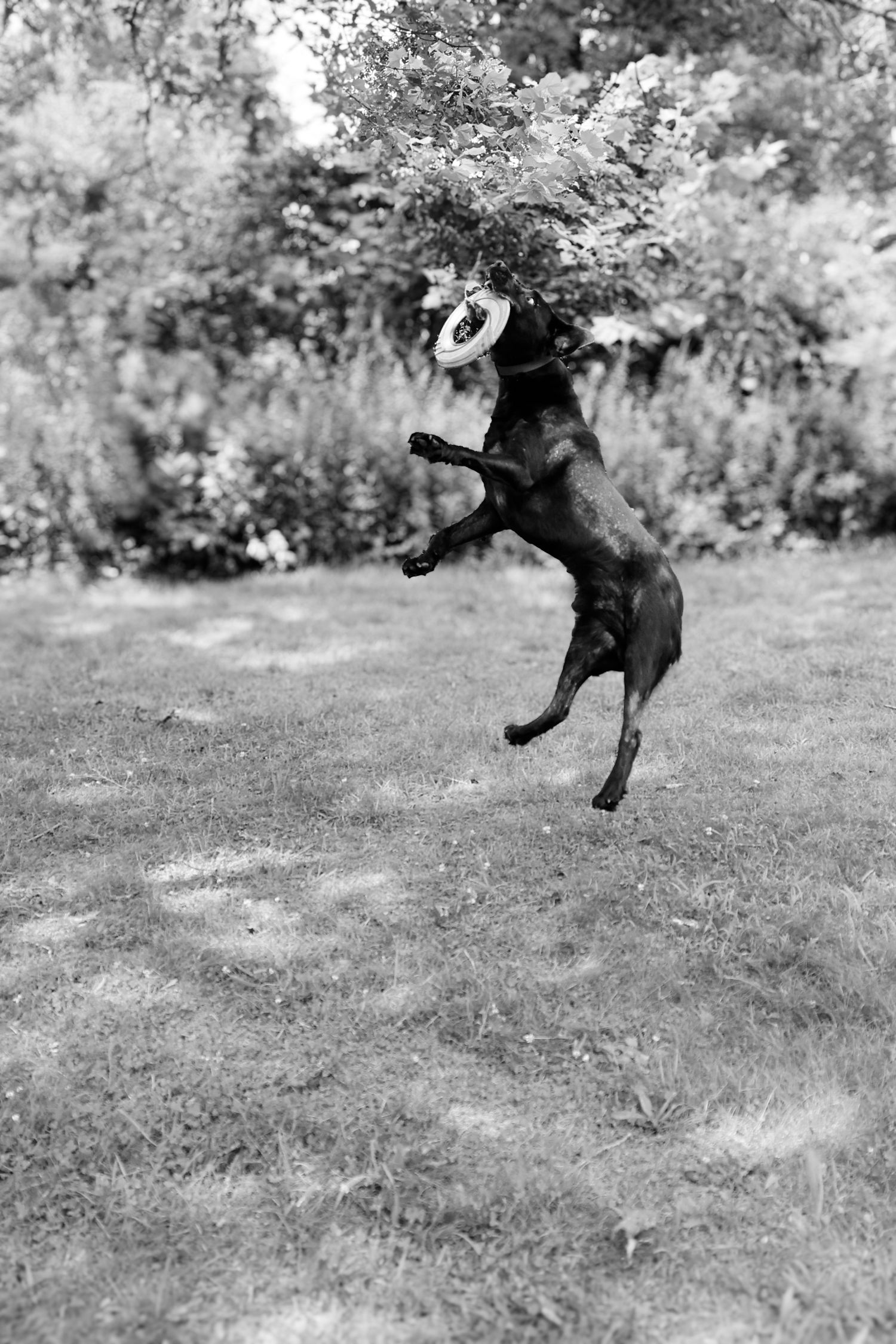 A black Labrador retriever dog jumps and plays energetically in a grassy backyard setting in black and white.
