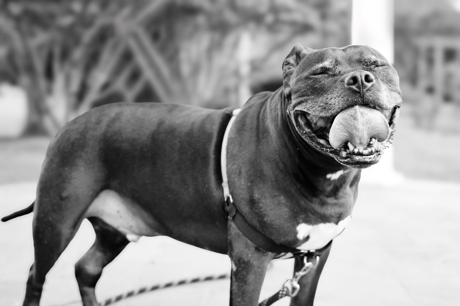 A happy Staffordshire Bull Terrier with a wide smile stands outdoors in black and white photography.