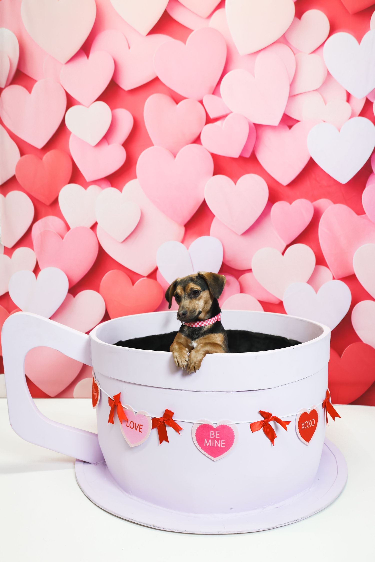 Small dog sitting in large decorative teacup prop with pink and white heart backdrop for Valentine's Day themed photo.
