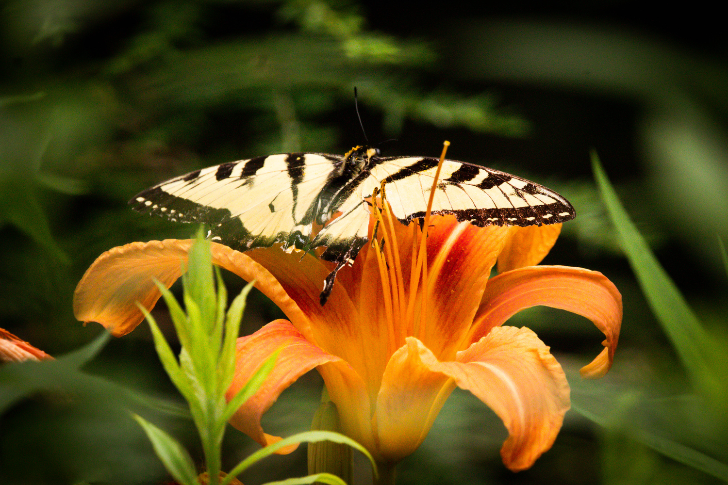 A yellow and black swallowtail butterfly perched on a vibrant orange daylily bloom in a lush garden.