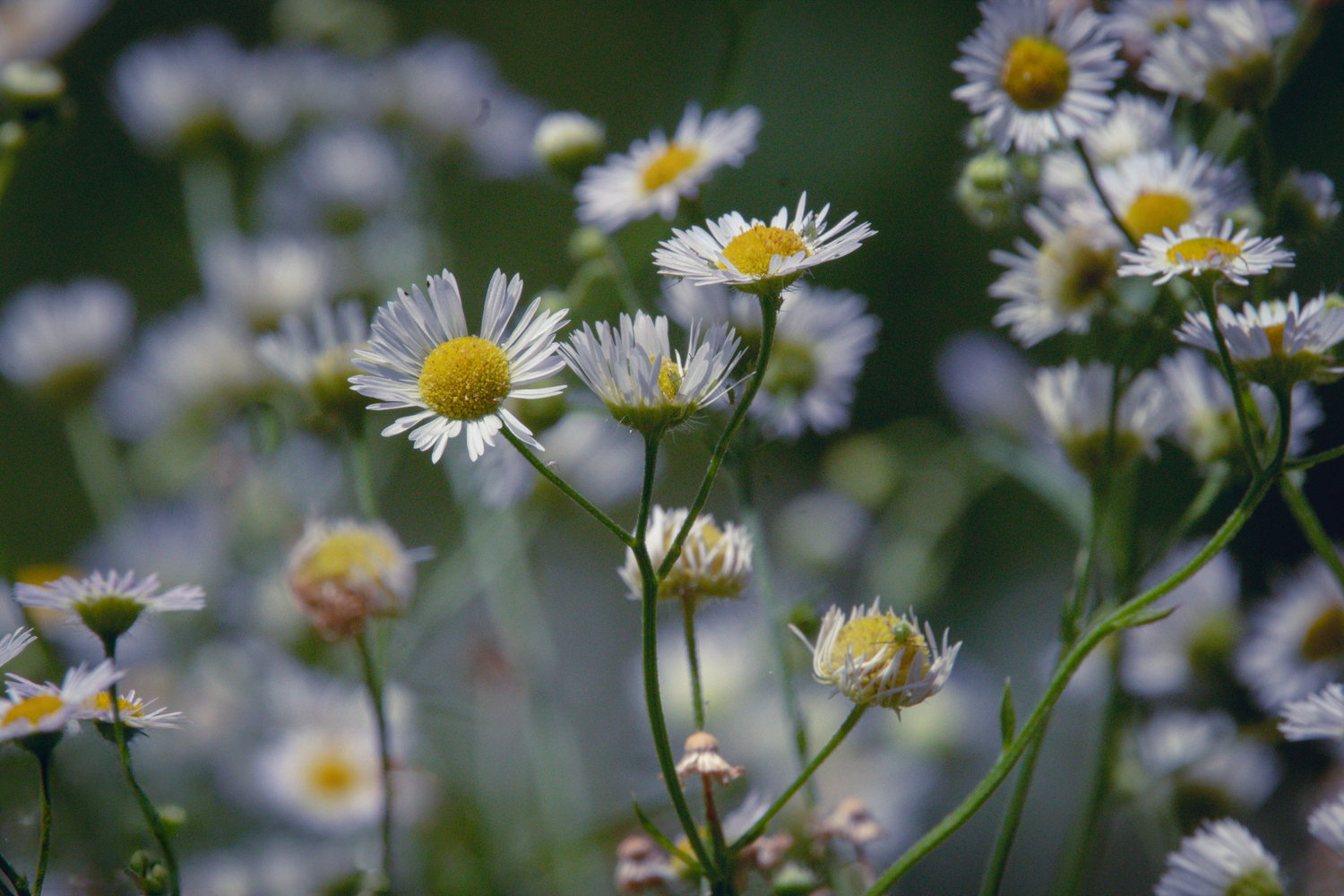 Close-up of white daisy wildflowers with yellow centers blooming in a lush green meadow garden.