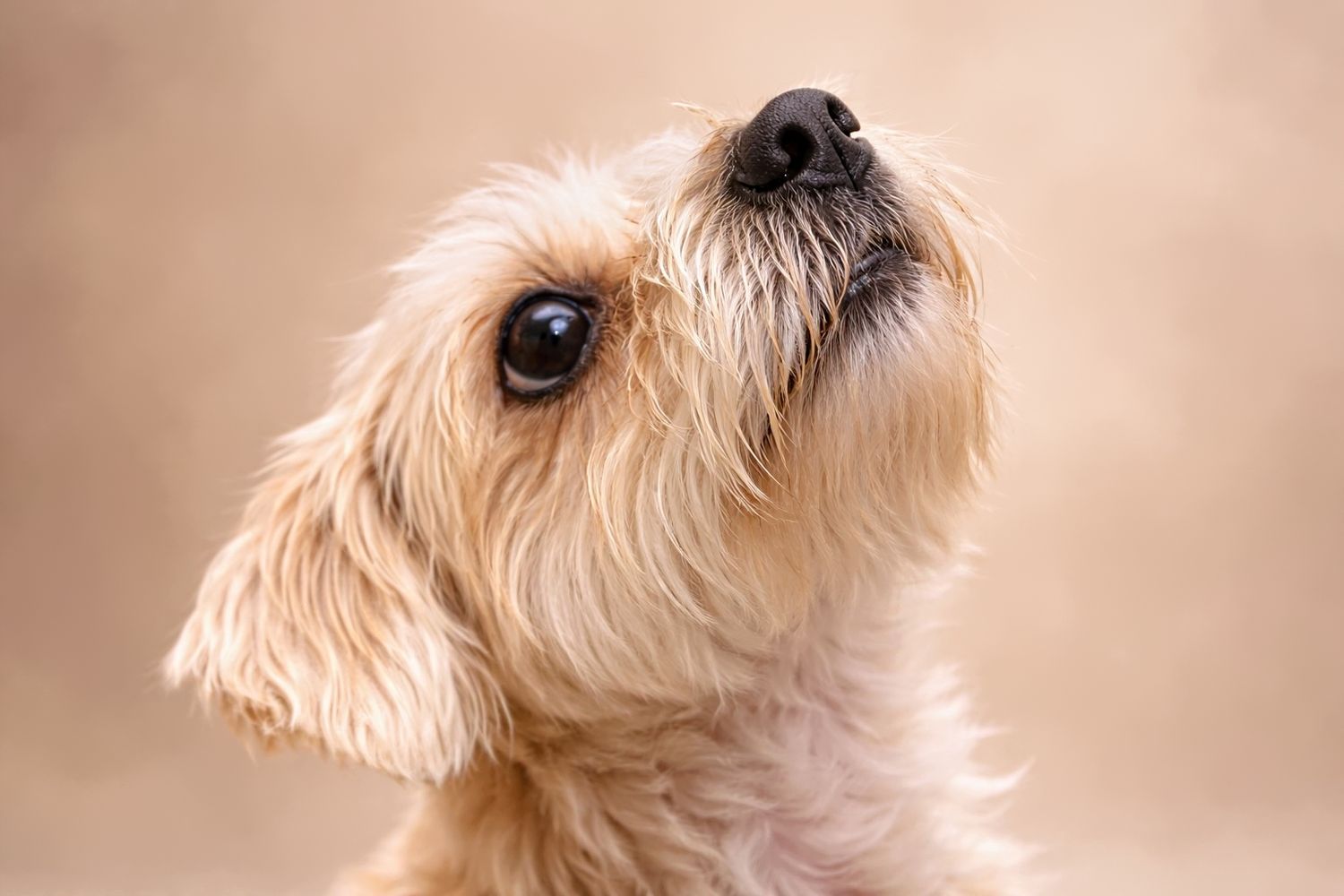 Close-up portrait of an adorable fluffy cream-colored small dog looking up against a beige background.