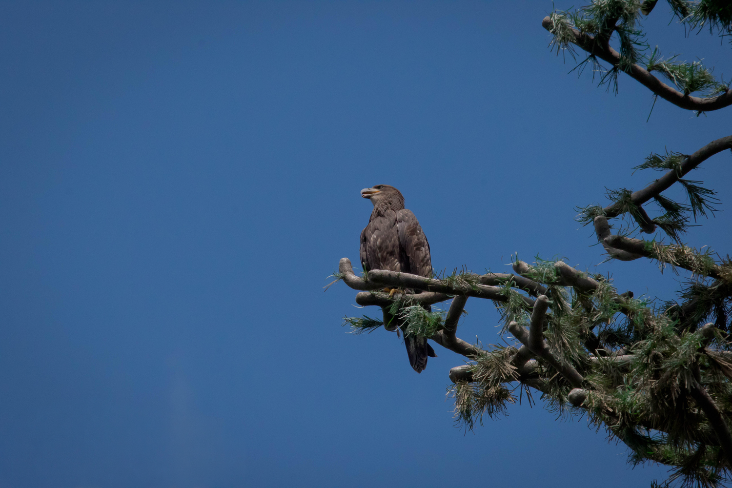 A brown eagle perched on a pine tree branch against a clear blue sky.