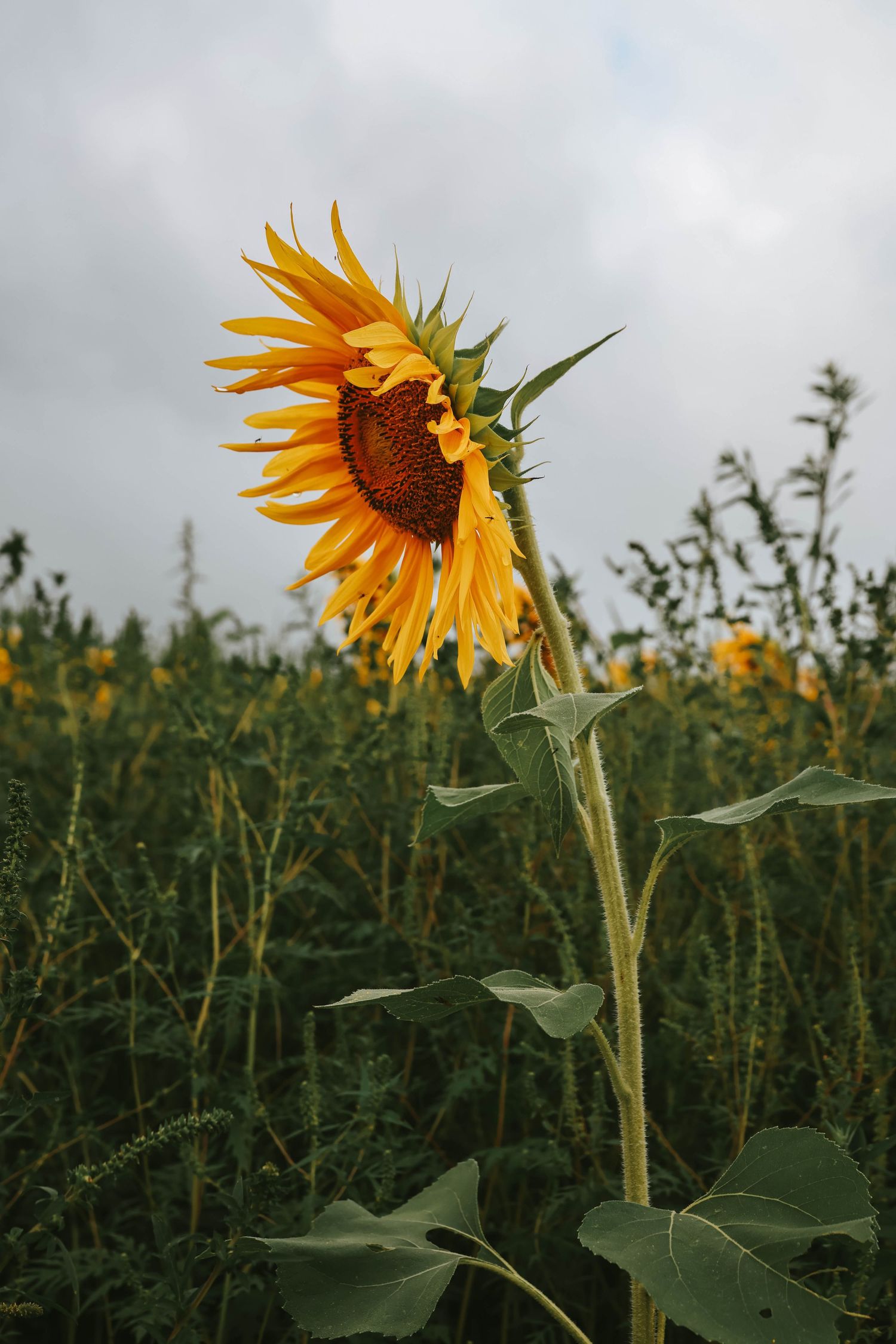 A vibrant yellow sunflower blooms in a lush green field under a cloudy sky.