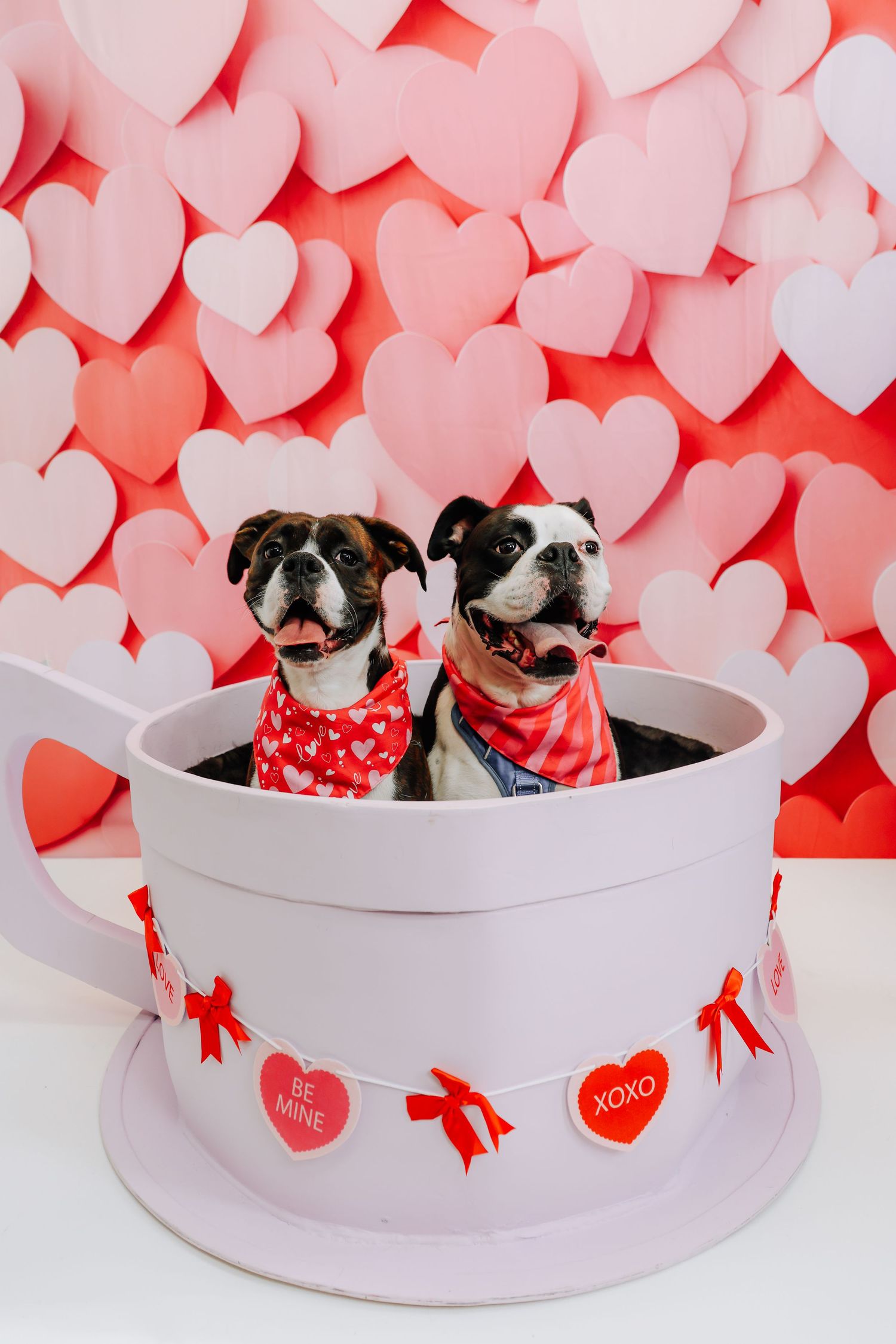 Two Boston Terrier dogs wearing red bandanas sit in a round white box with heart decorations and Valentine's Day theme.