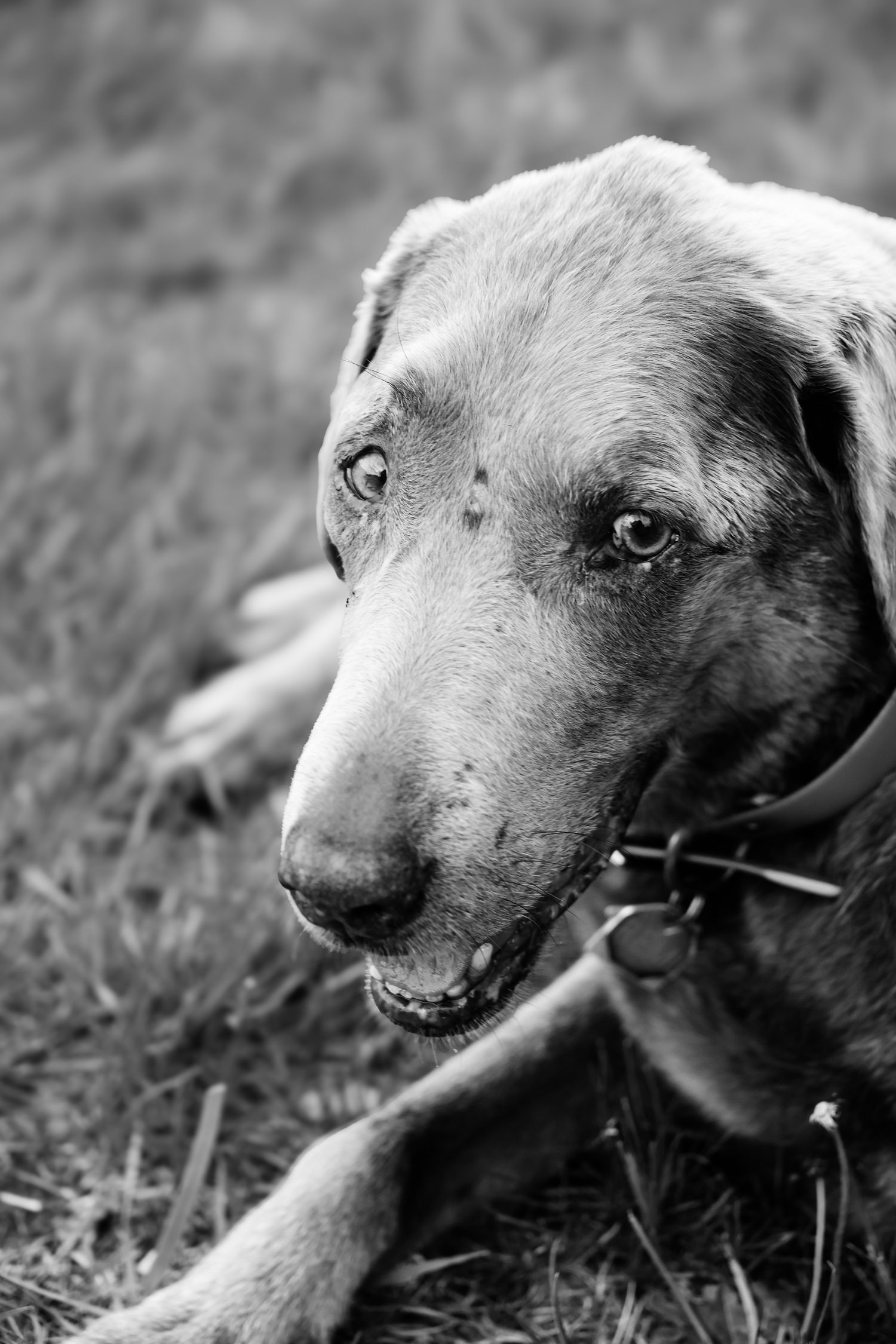 Black and white close-up portrait of a greyhound dog with expressive eyes wearing a collar while resting on grass.