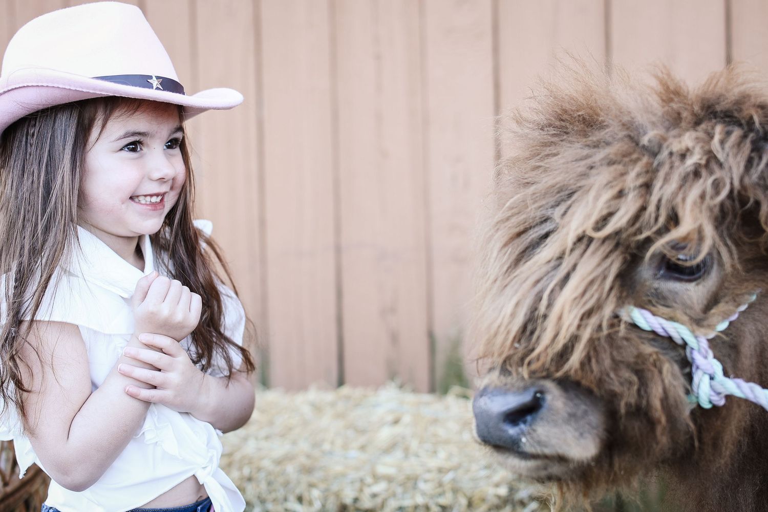 A brown and white pony stands patiently while being groomed and petted by someone wearing a white hat.