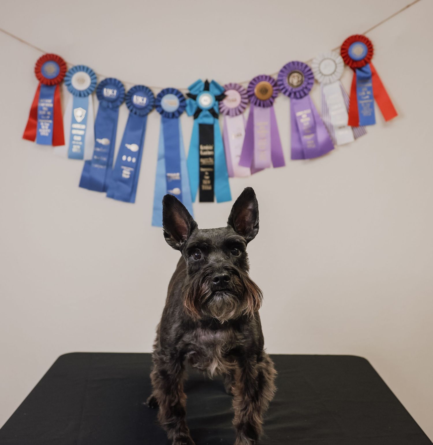 A dark-colored Scottish Terrier sits proudly in front of a display of blue and red prize ribbons on a wall.