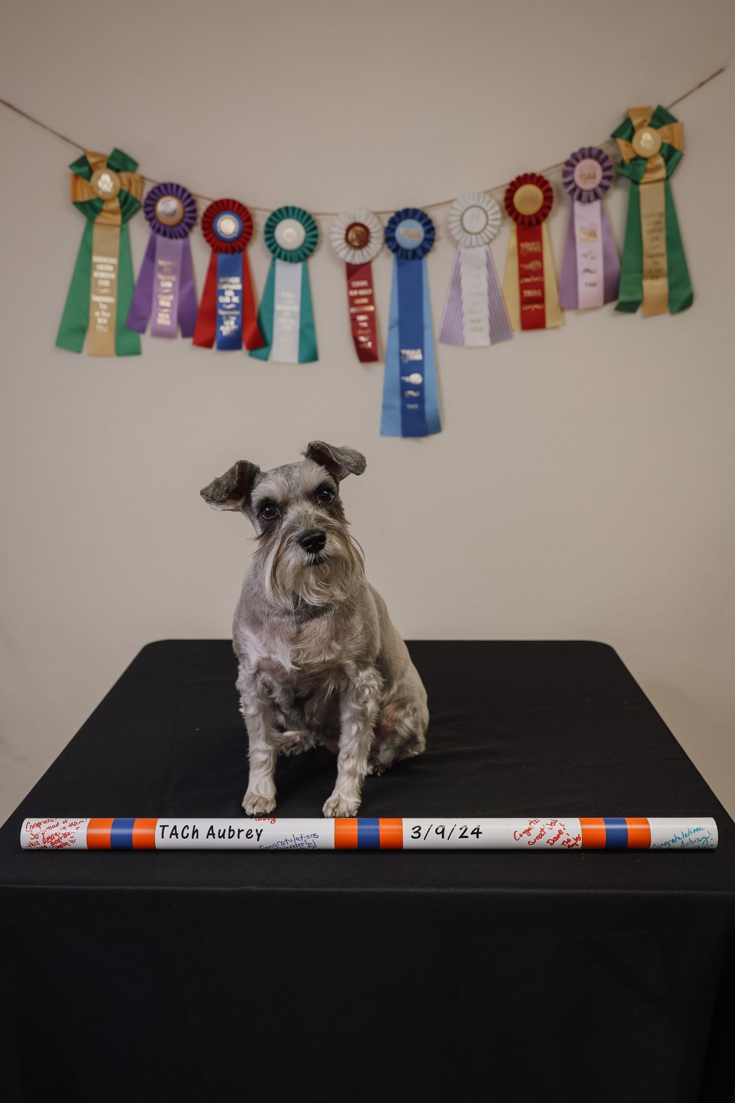 A gray schnauzer dog sits on a black surface with colorful award ribbons displayed on the wall behind it.