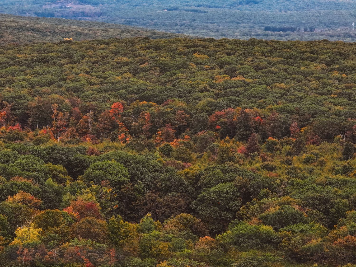 Aerial view of dense autumn forest canopy showing vibrant fall colors across rolling hills and mountains.