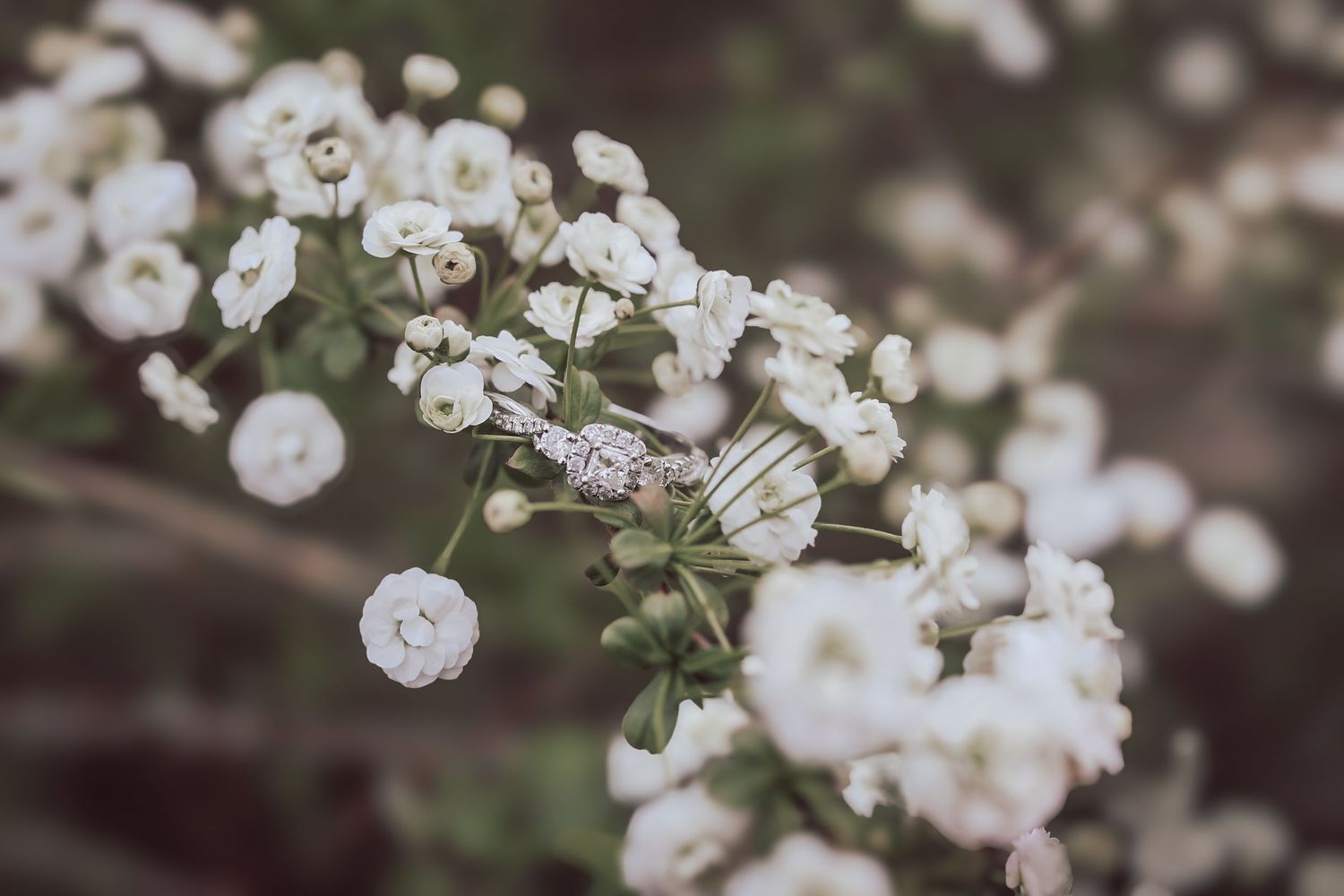 Delicate white cherry blossoms blooming on branches against a soft blurred natural background.