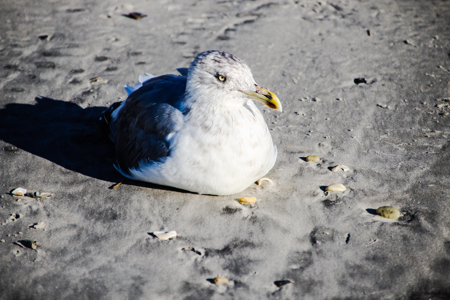 A seagull resting on sandy beach, white and gray feathers, yellow beak, sunny day at the shore.