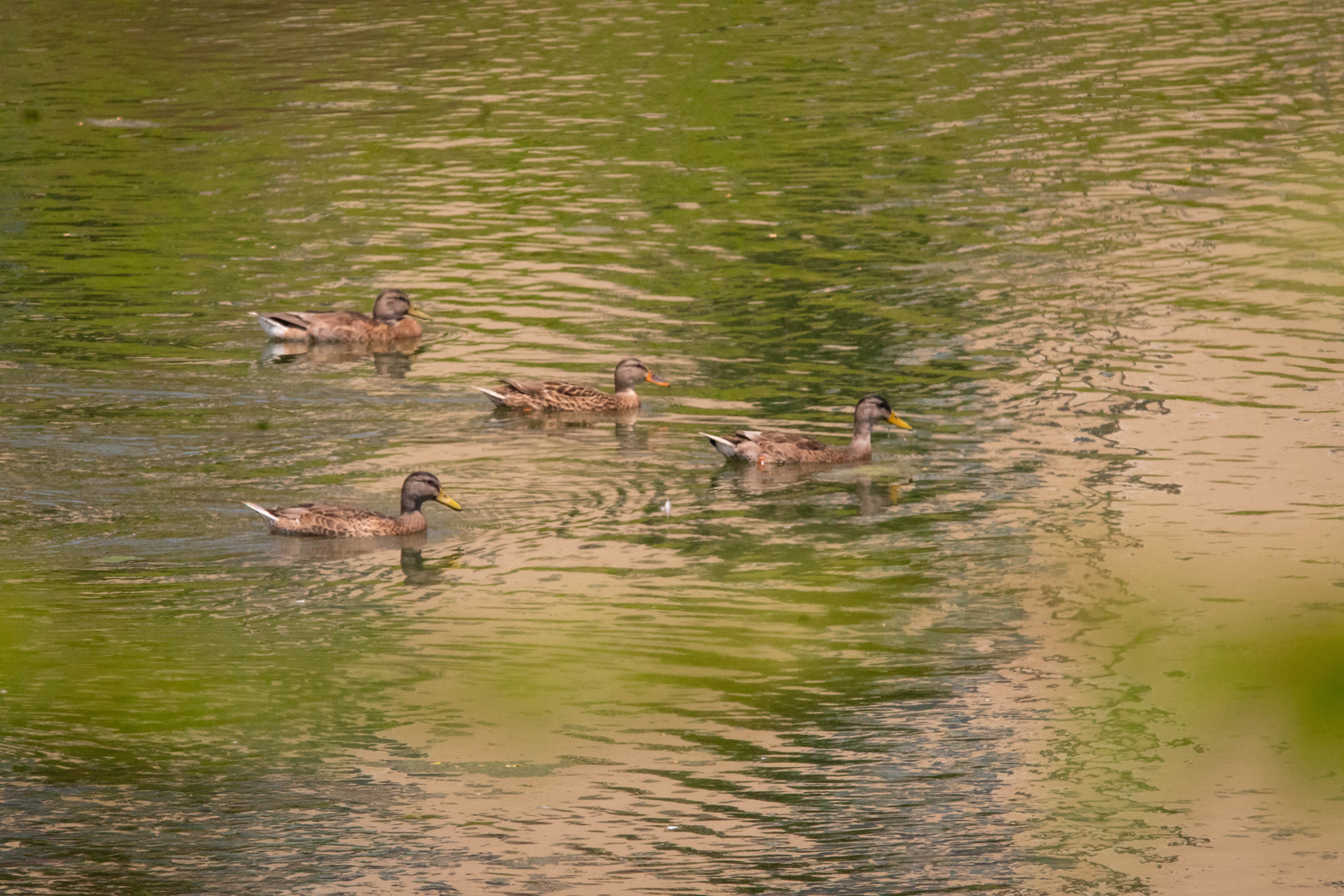 Four mallard ducks swimming peacefully on a calm green reflective pond surrounded by lush foliage.