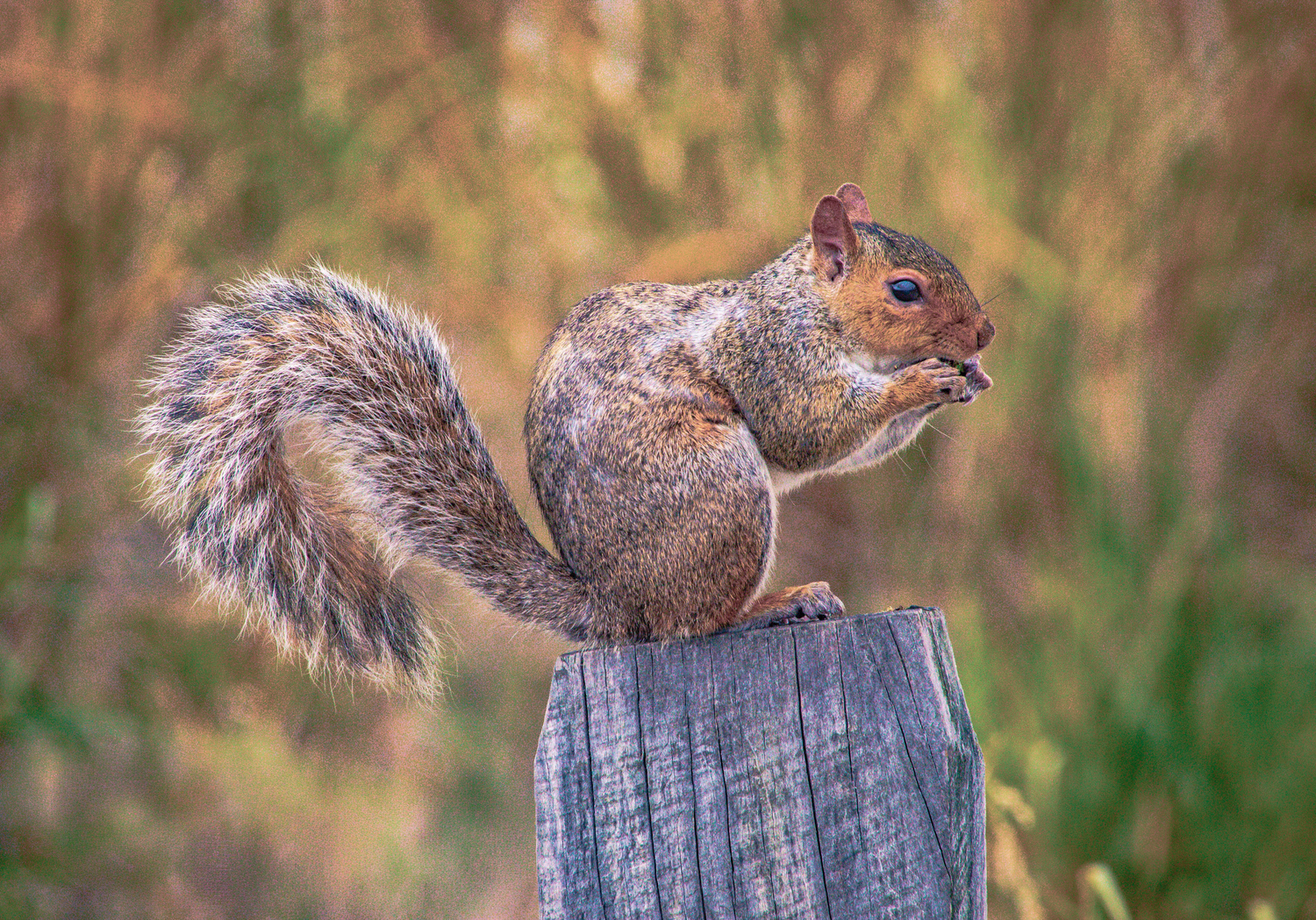 A gray squirrel perched on a wooden post, holding food in its paws with a blurred green background.