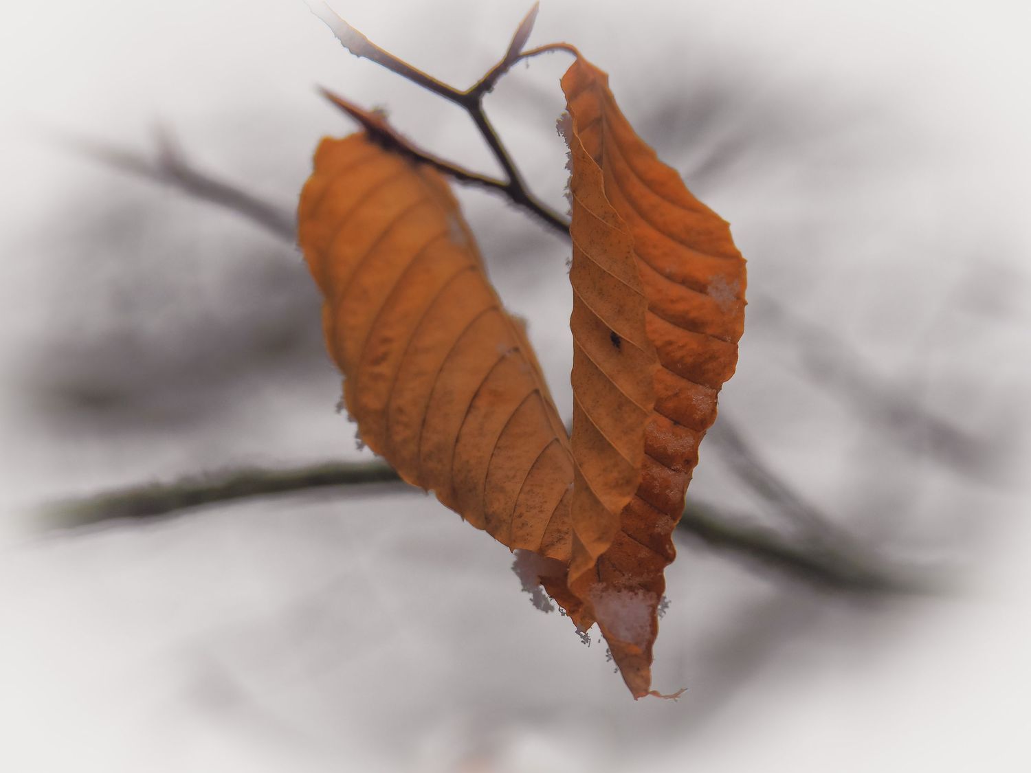 A dried brown autumn leaf rests in fresh white snow showing seasonal transition and natural contrast.